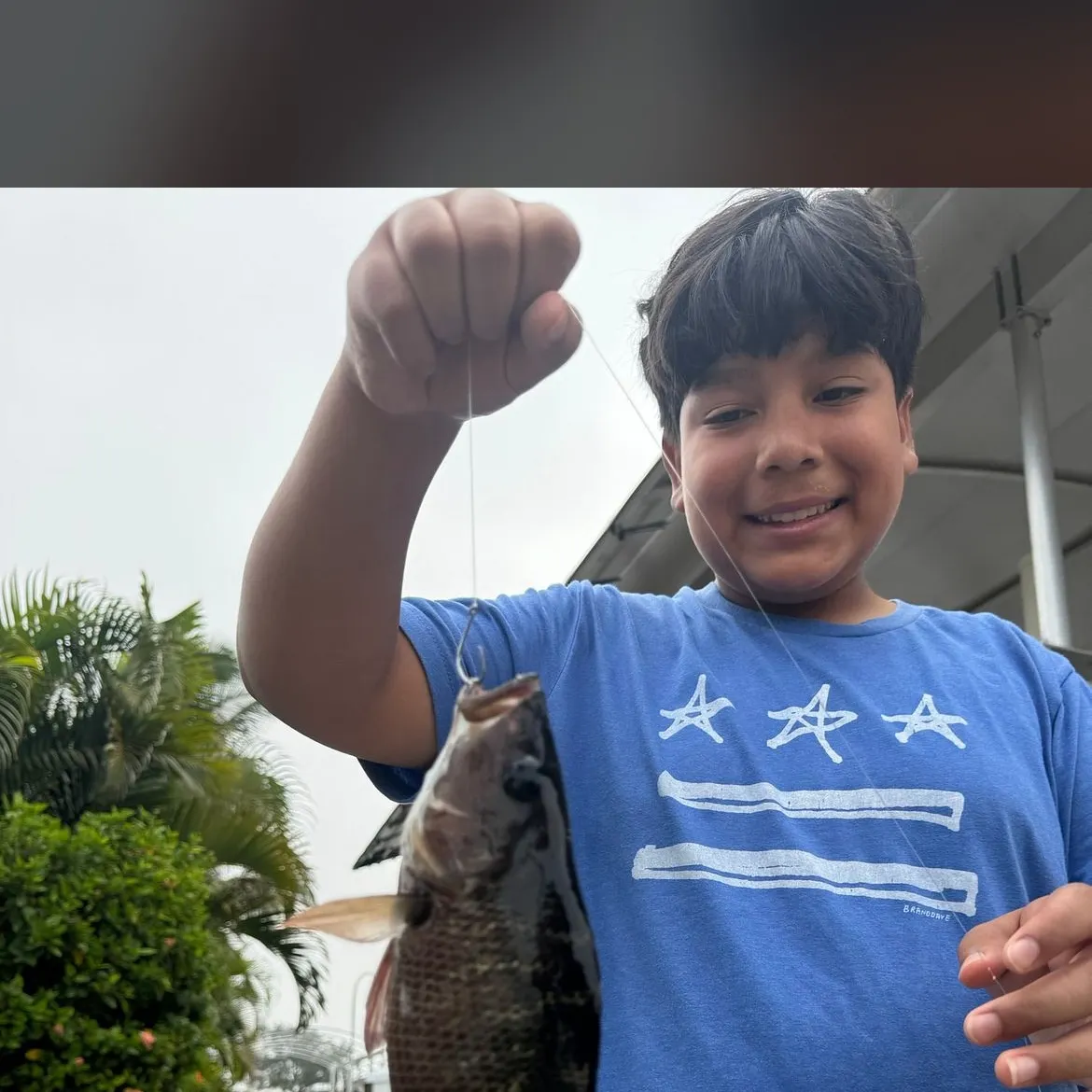 The most recent Mangrove snapper catches on Fishbrain