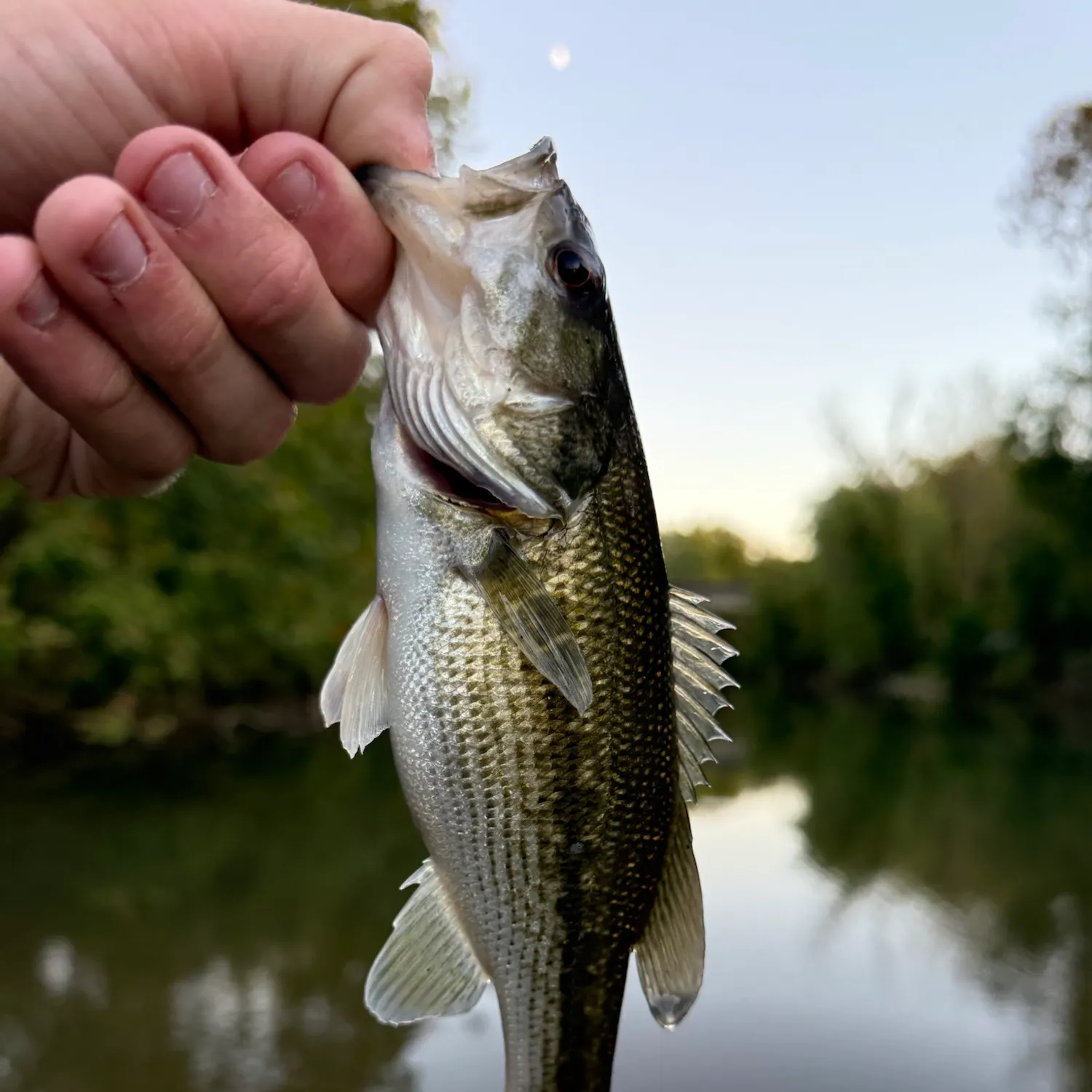 Spotted bass caught on Fishbrain