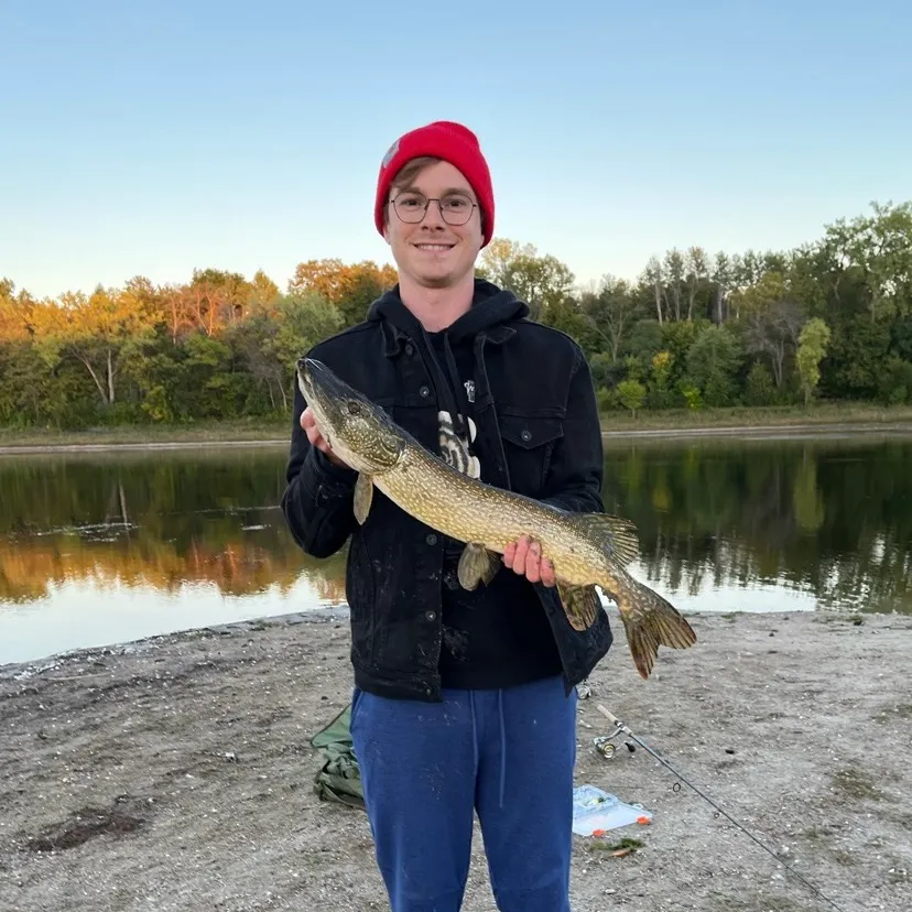 Northern pike caught on Fishbrain