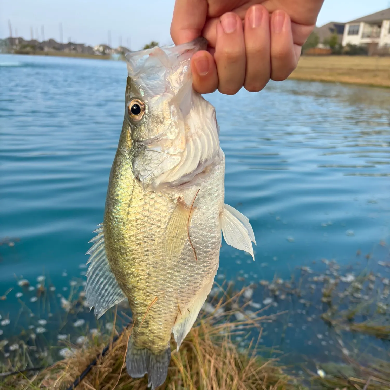 The most recent White crappie catches on Fishbrain