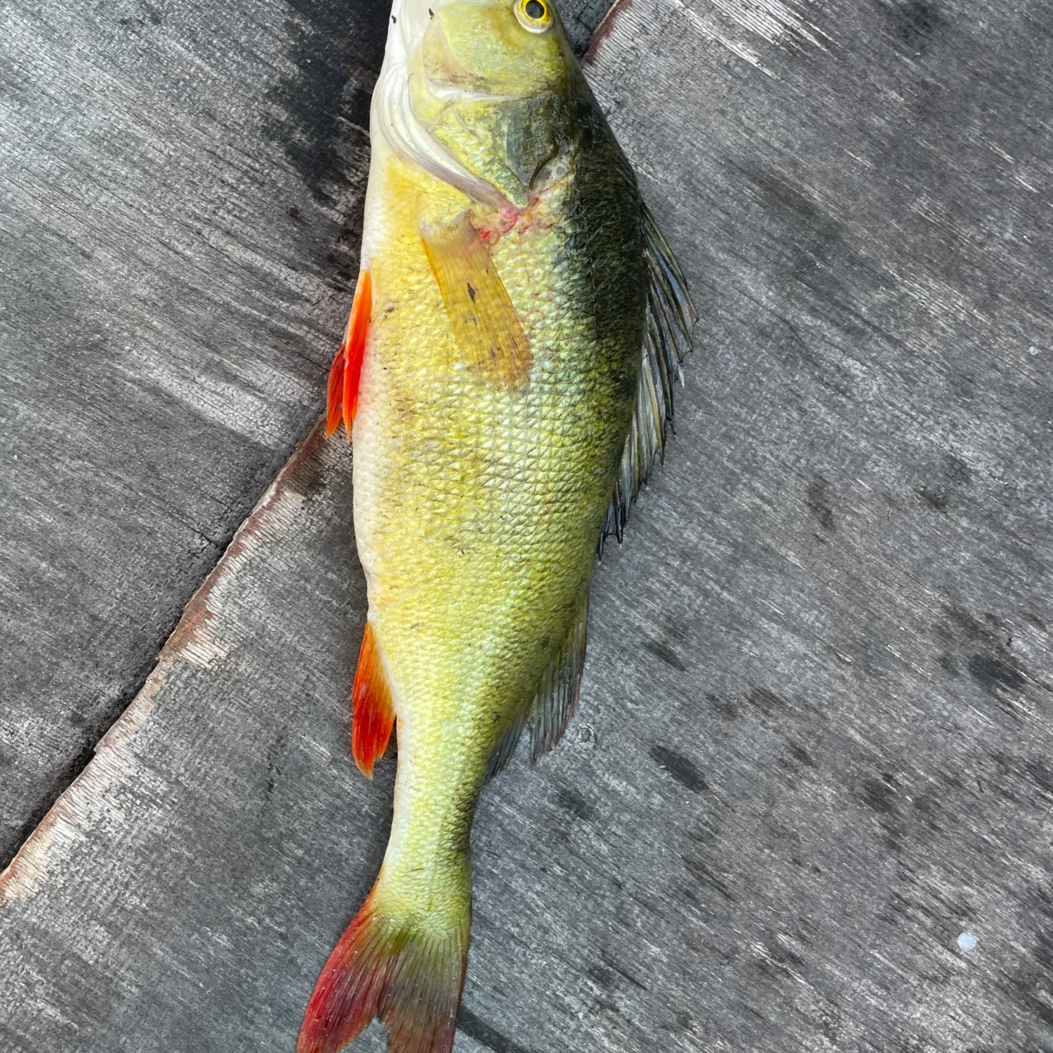 European perch caught on Fishbrain