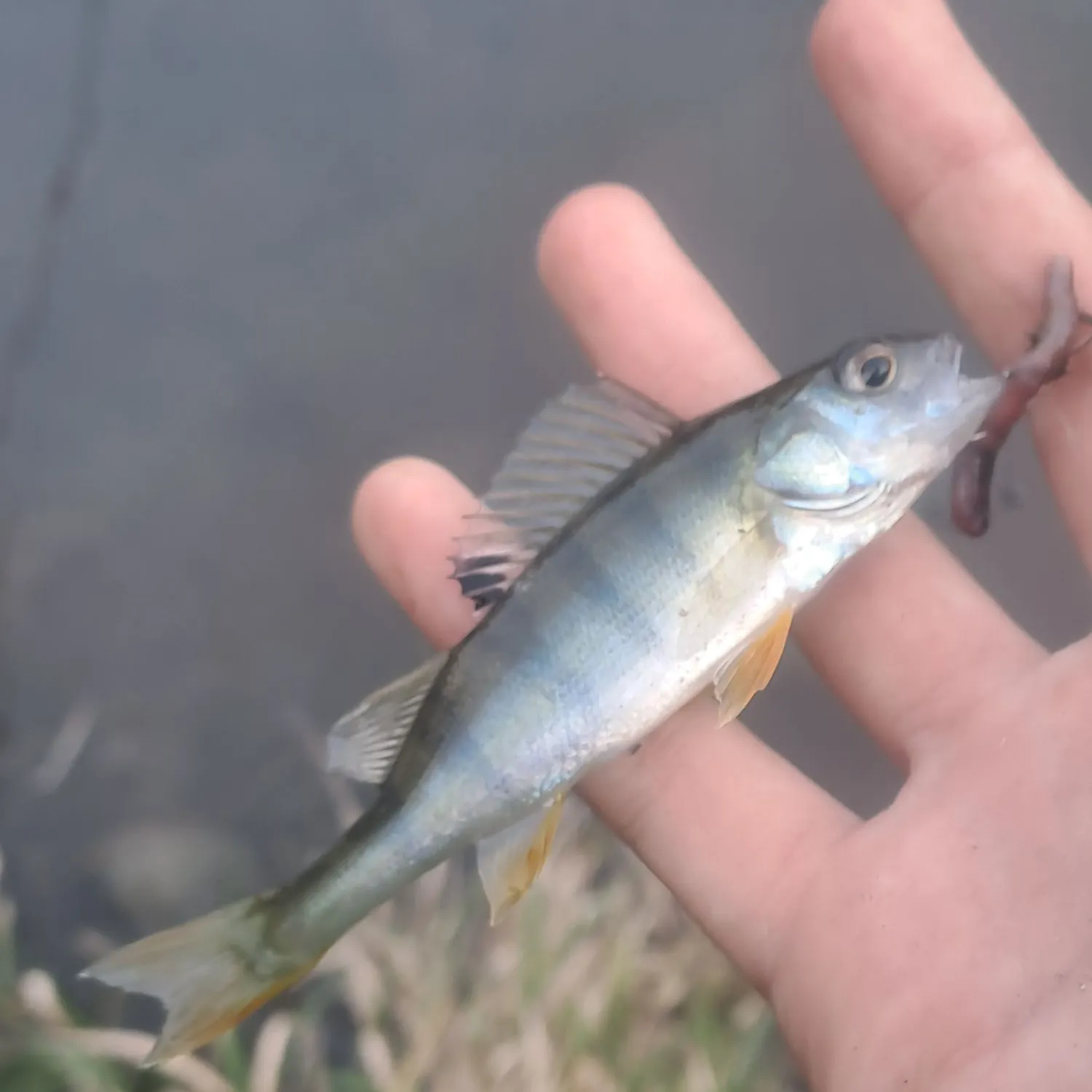 European perch caught on Fishbrain