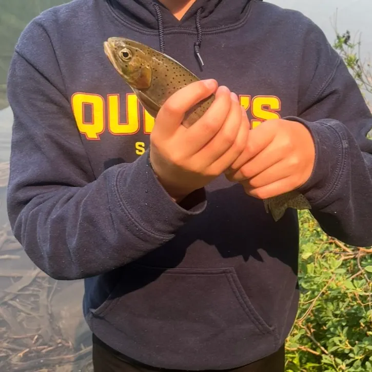 Westslope cutthroat trout caught on Fishbrain