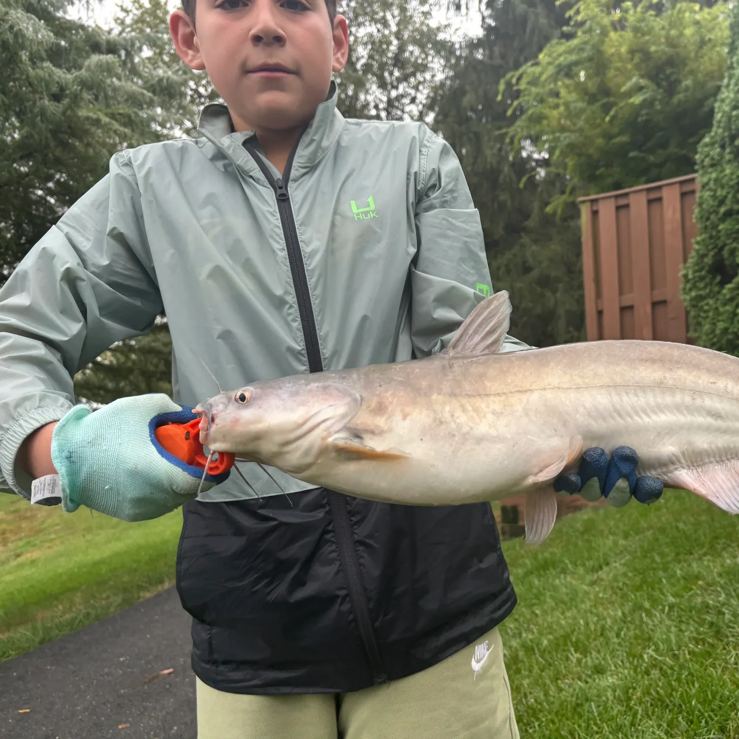 Blue catfish caught on Fishbrain