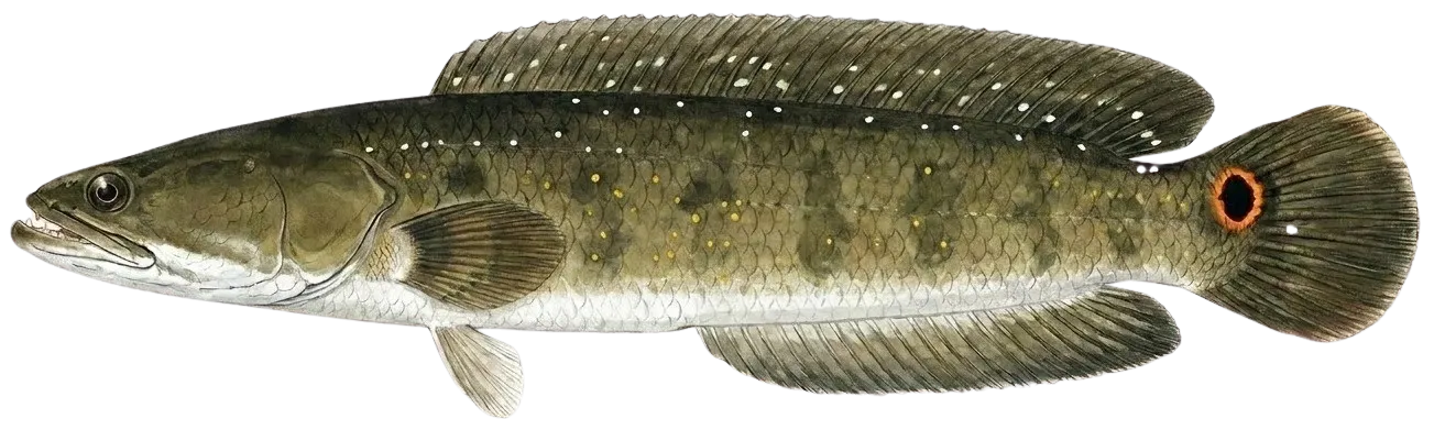 Bullseye snakehead