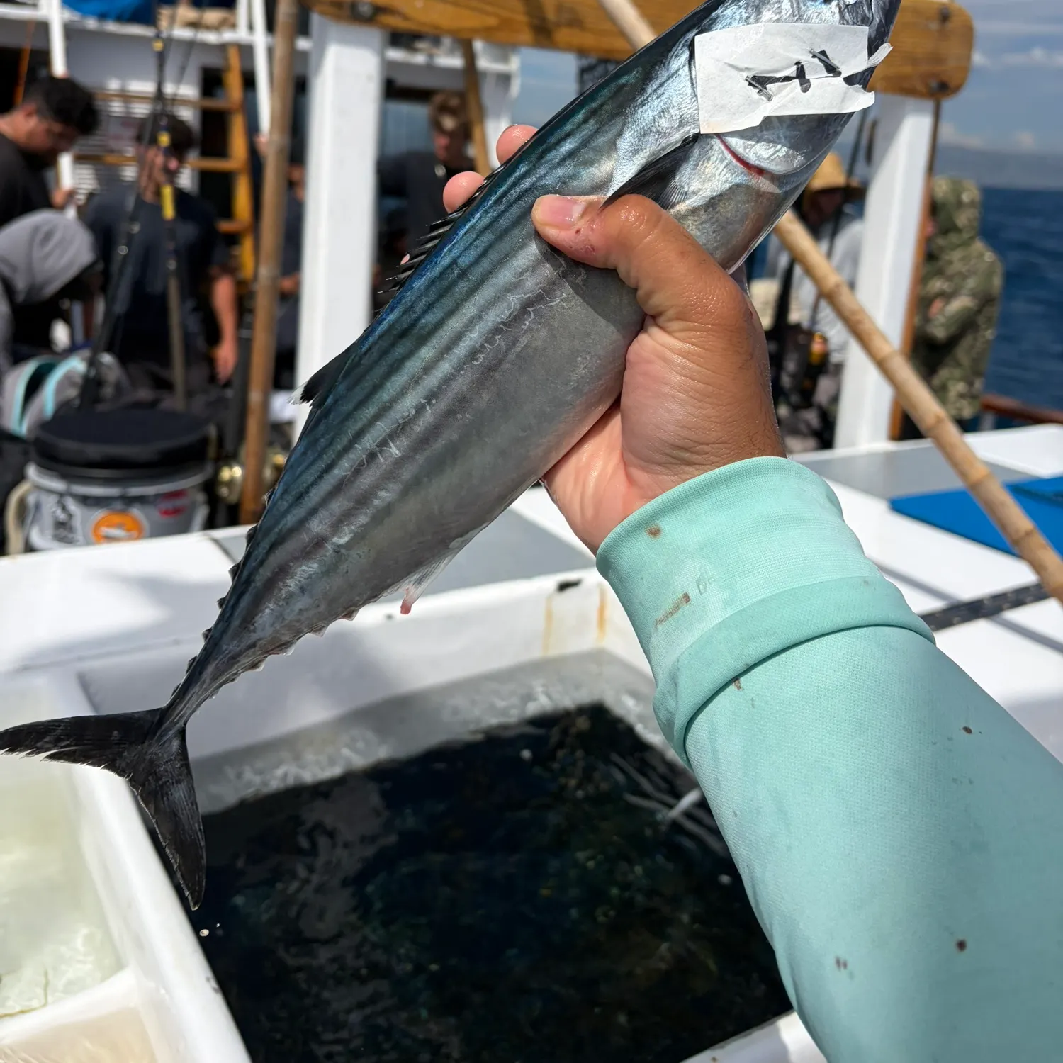 Pacific bonito caught on Fishbrain
