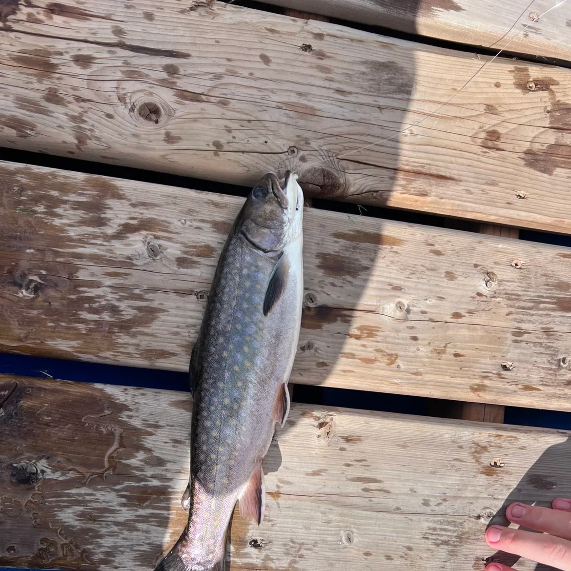 Brook trout caught on Fishbrain