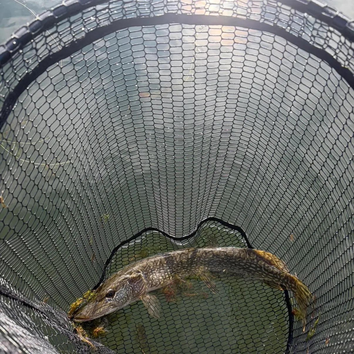 Northern pike caught on Fishbrain