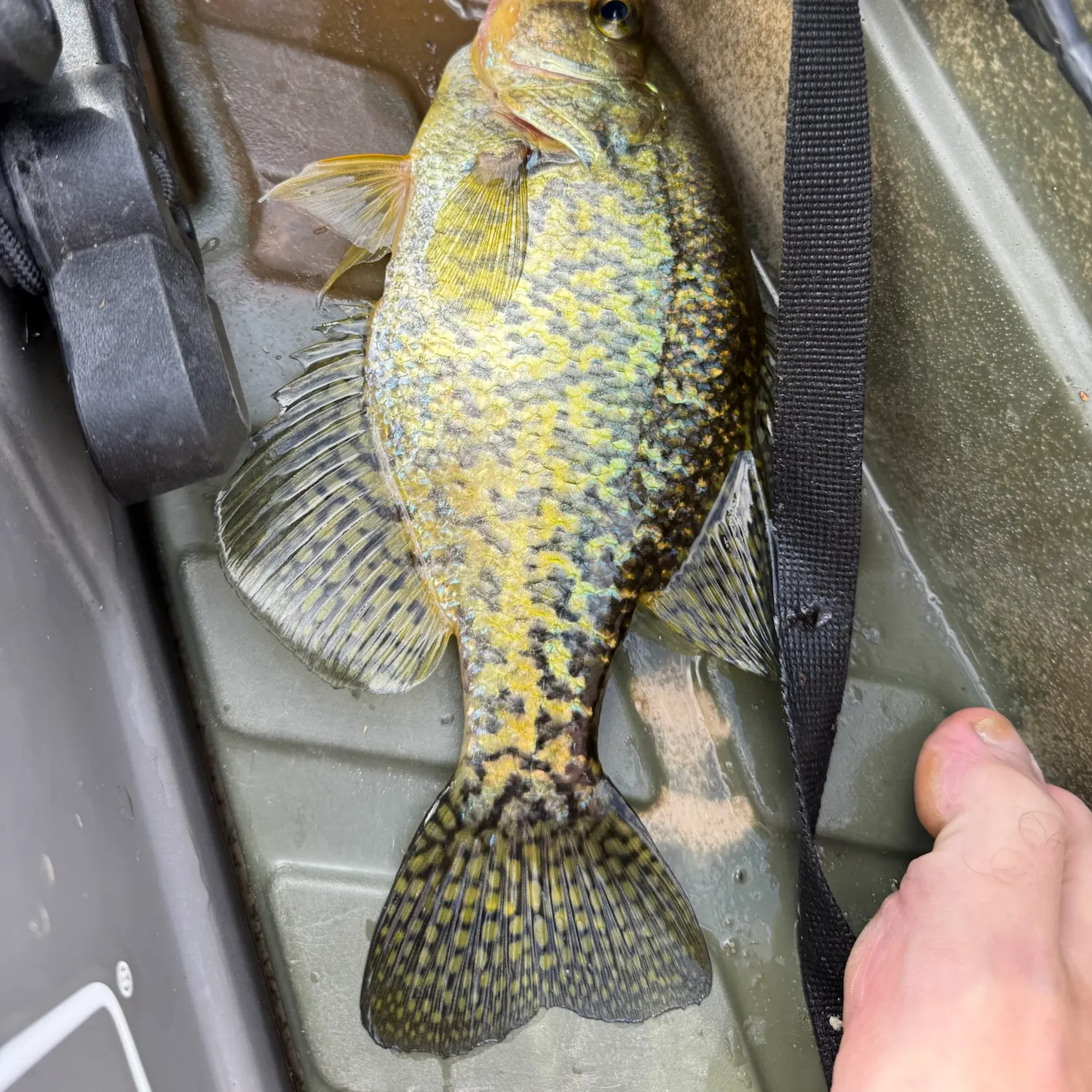 Black crappie caught on Fishbrain
