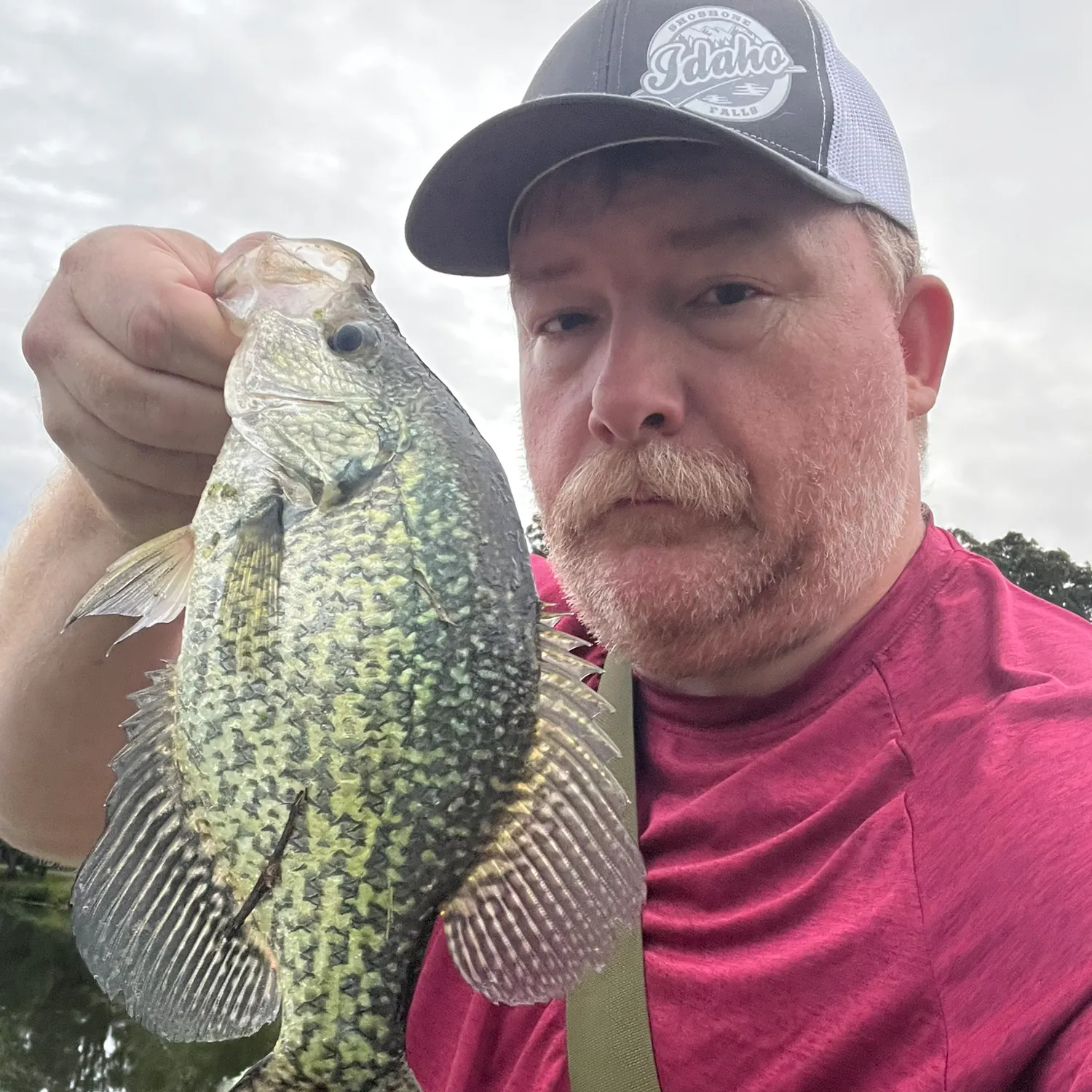 Black crappie caught on Fishbrain