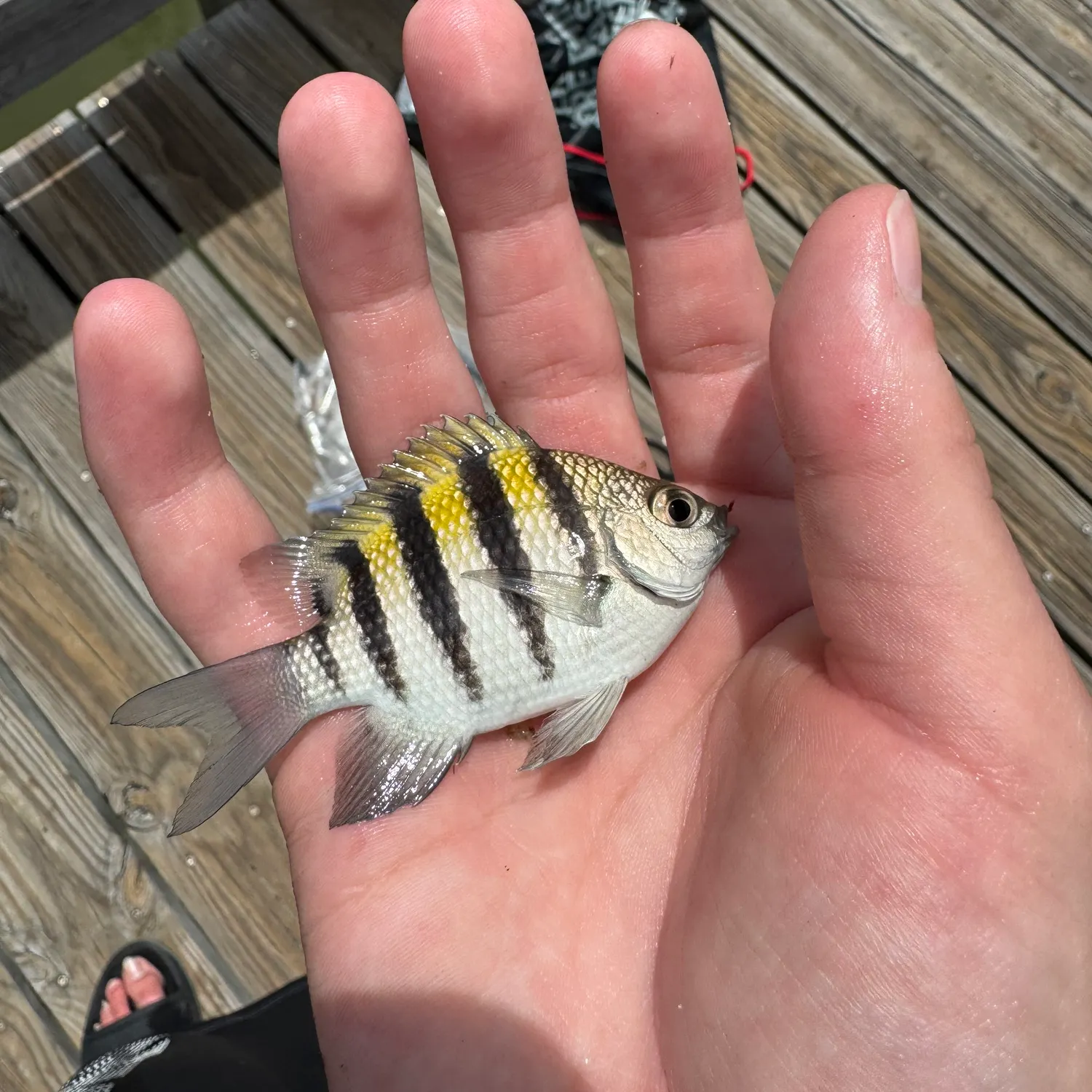 Sergeant-major caught on Fishbrain
