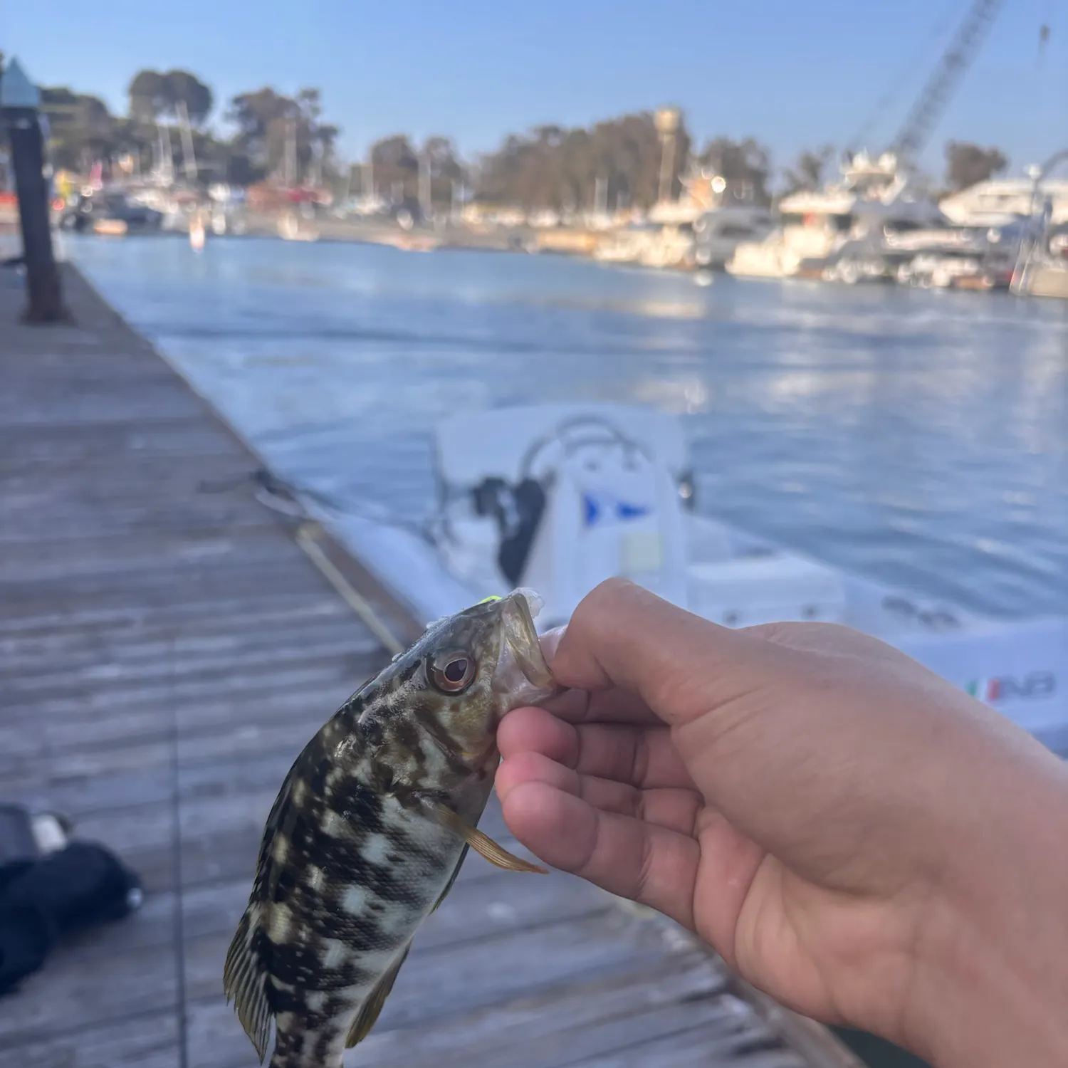 catch