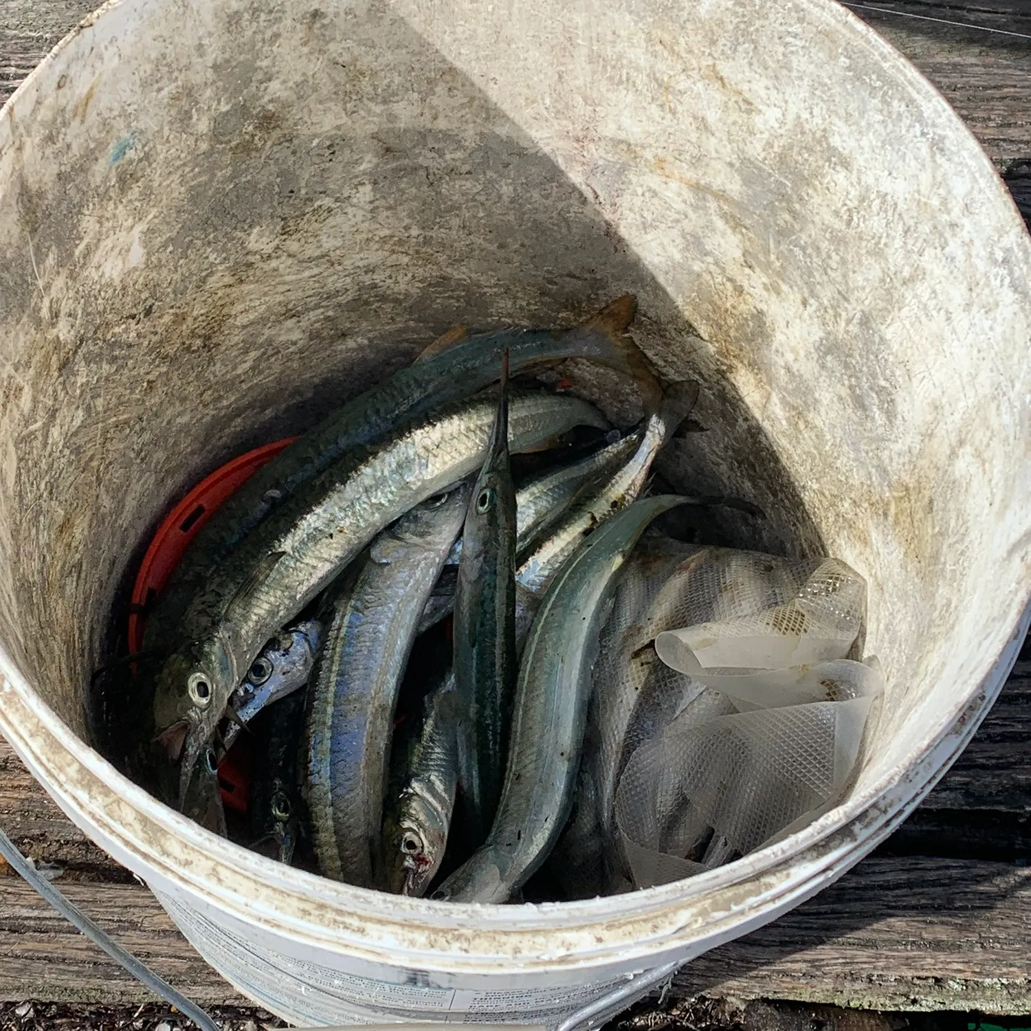The most recent Southern garfish catches on Fishbrain