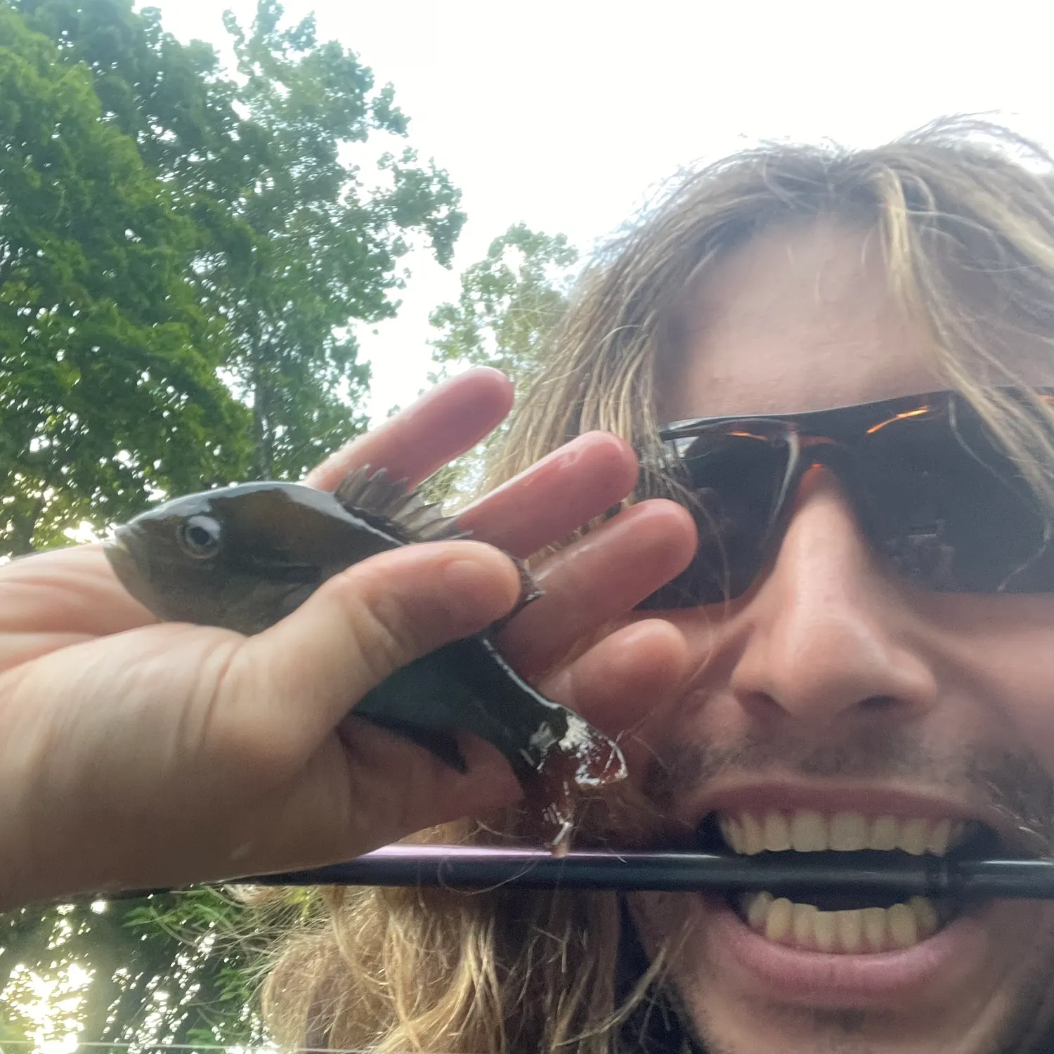 Greengill hybrid caught on Fishbrain