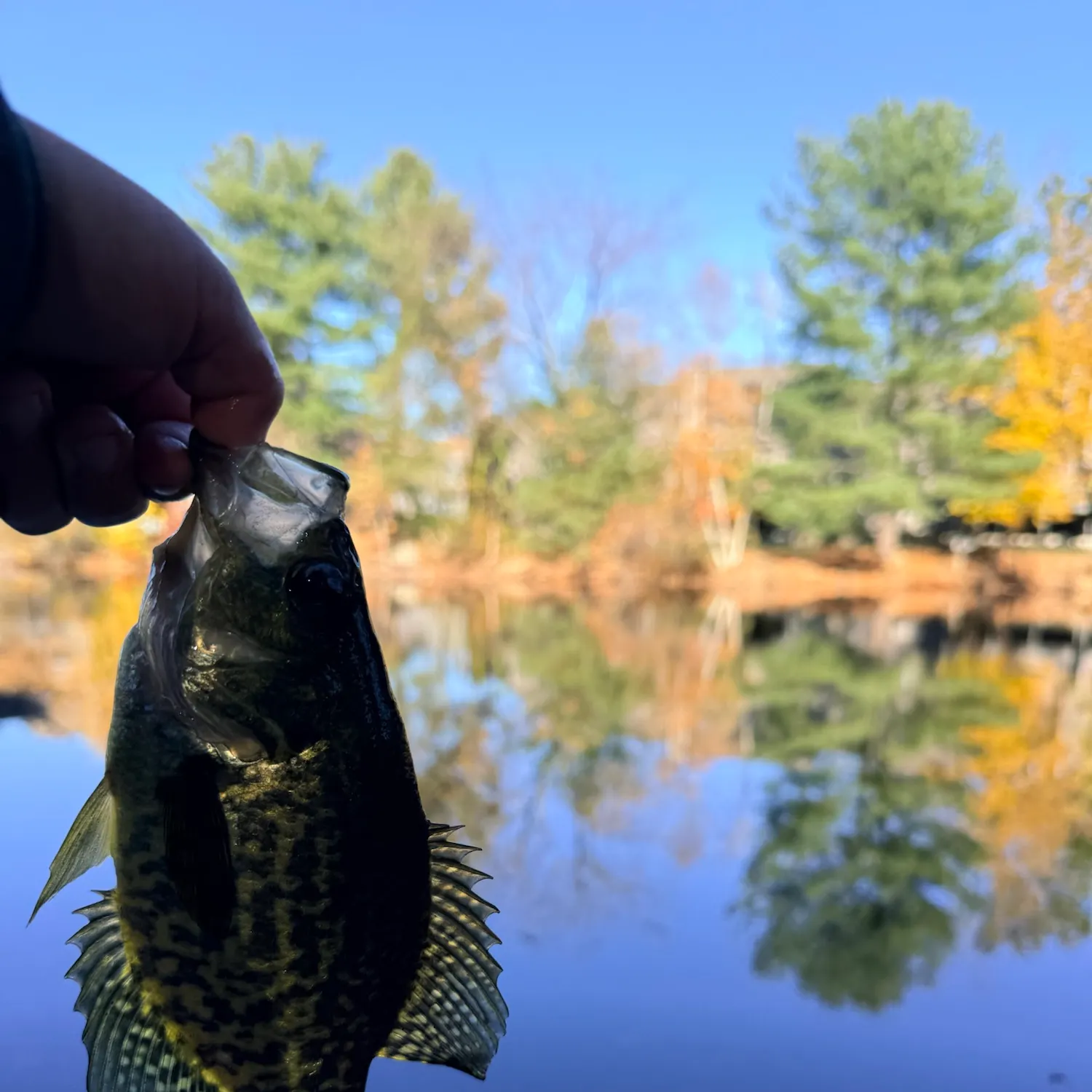 Black crappie caught on Fishbrain