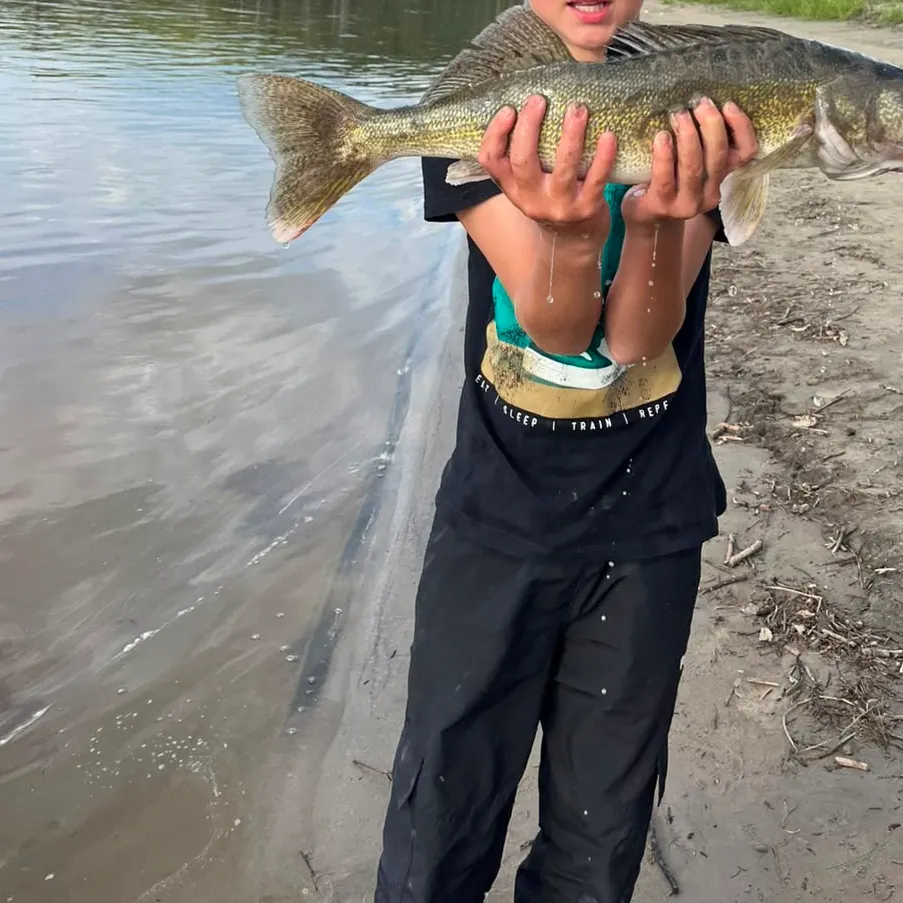 Walleye caught on Fishbrain