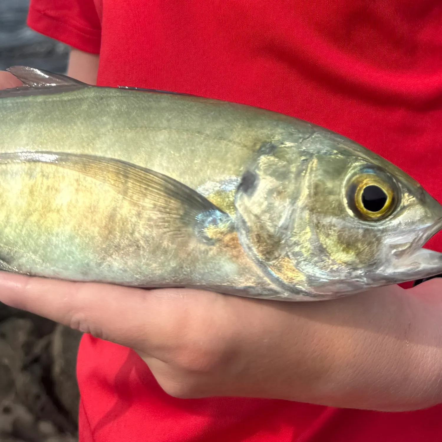 The most recent Pacific bonito catches on Fishbrain