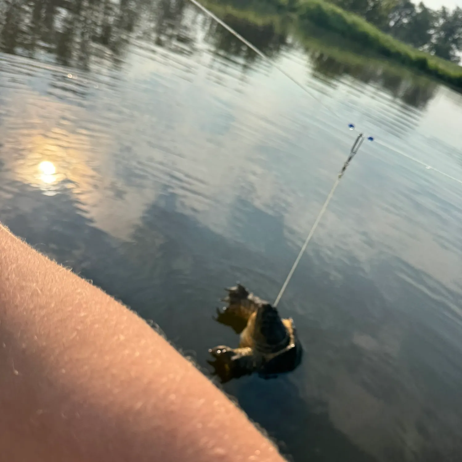 The most recent Common snapping turtle catches on Fishbrain