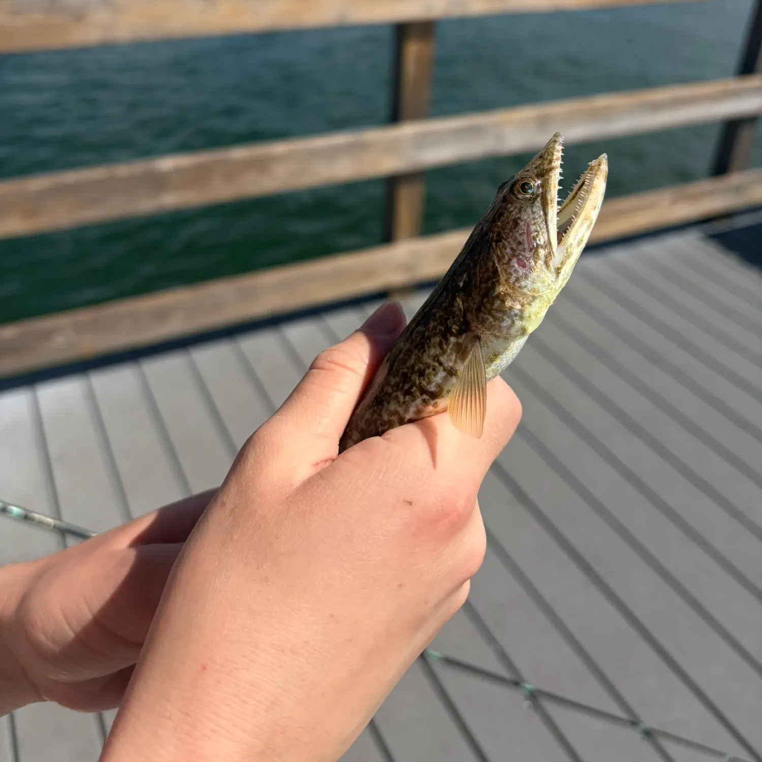 Inshore lizardfish caught on Fishbrain