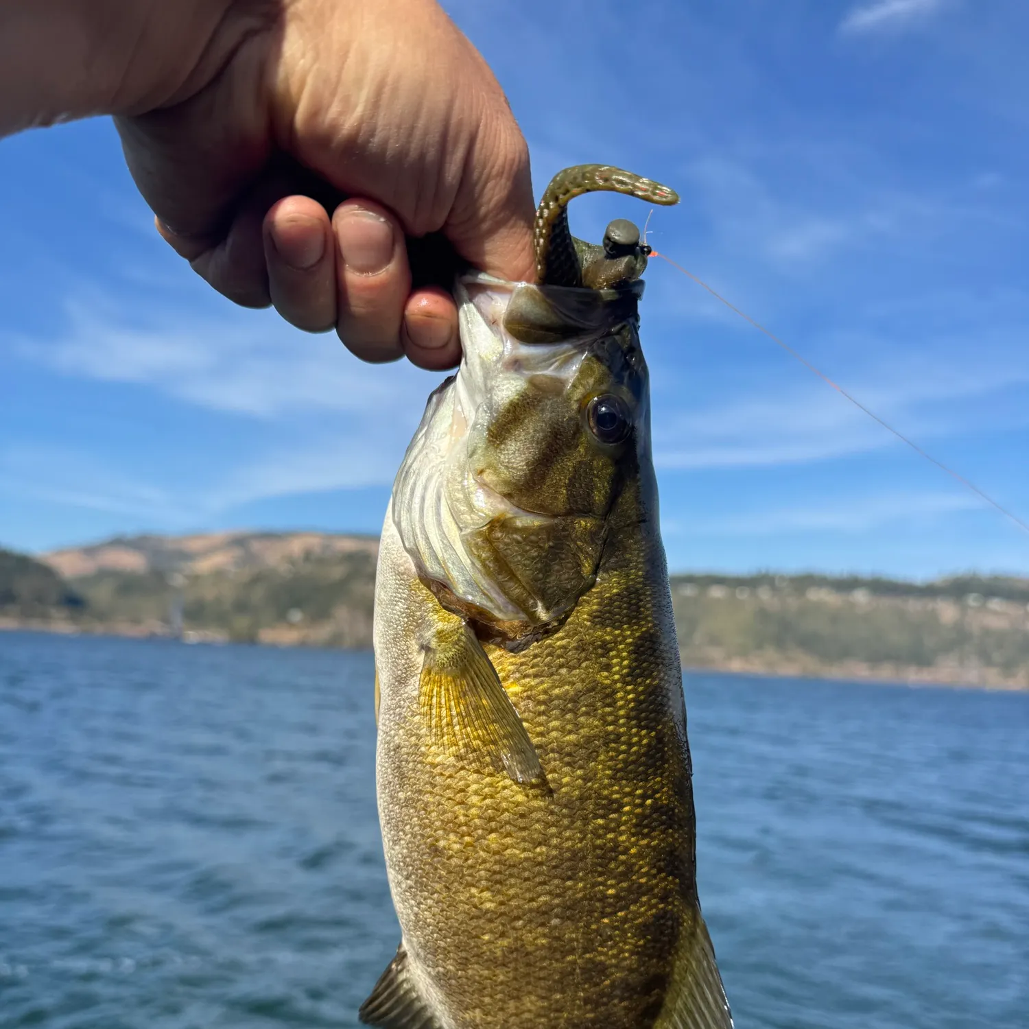 Smallmouth bass caught on Fishbrain