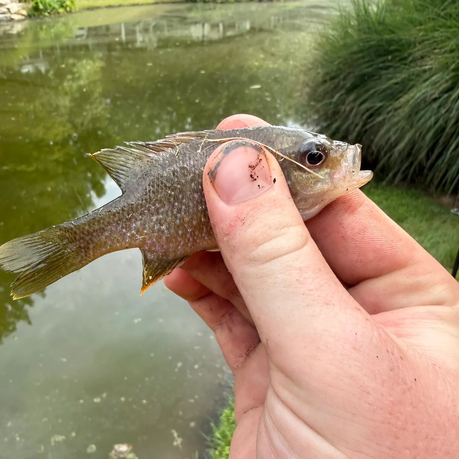 Greengill hybrid caught on Fishbrain