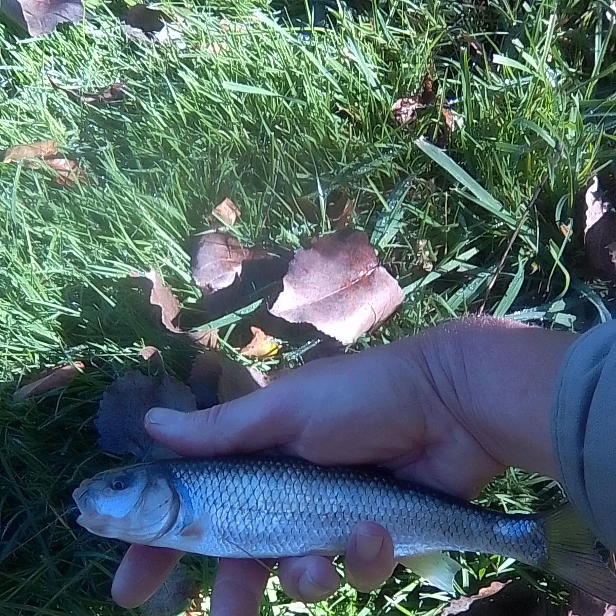 Fallfish caught on Fishbrain