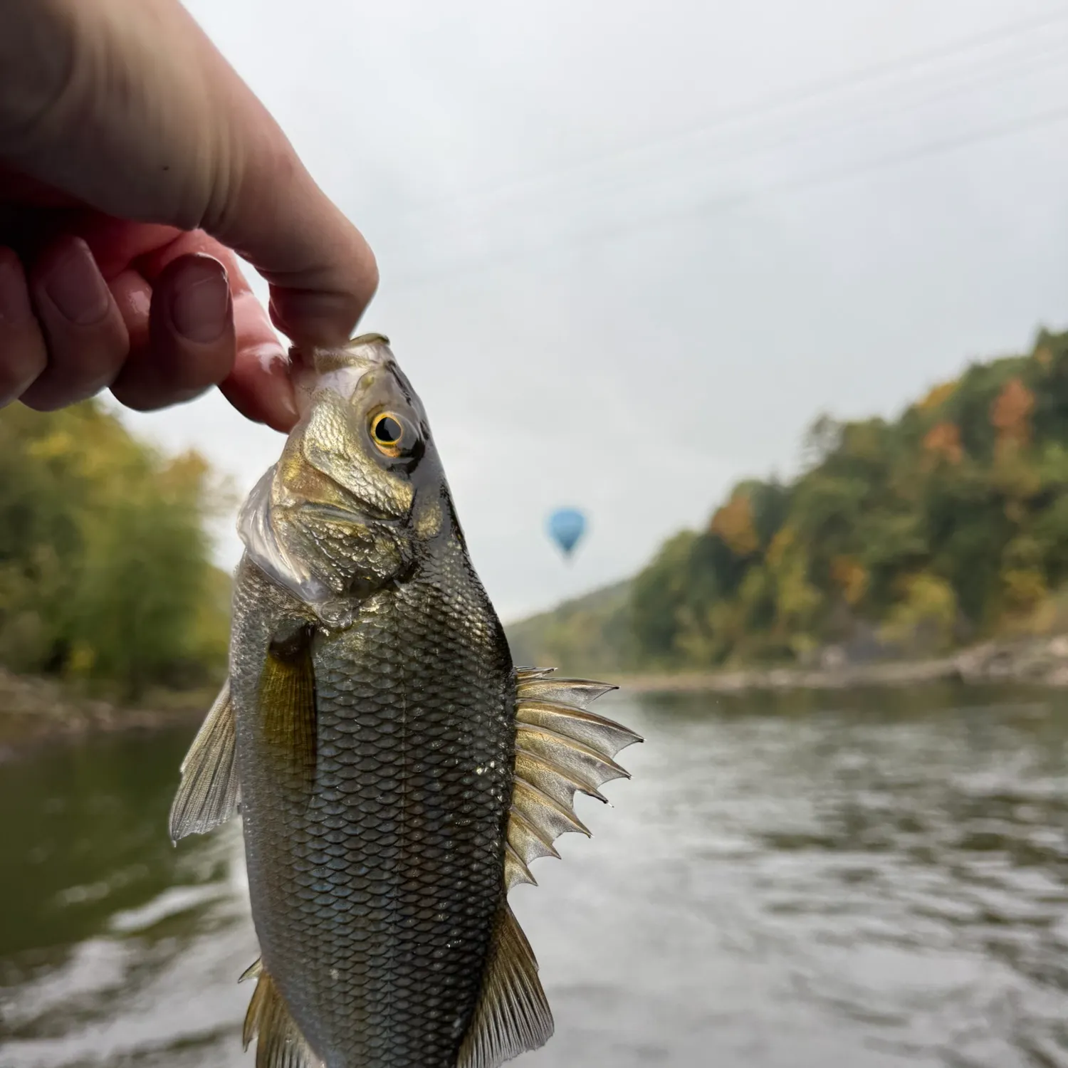 White perch caught on Fishbrain