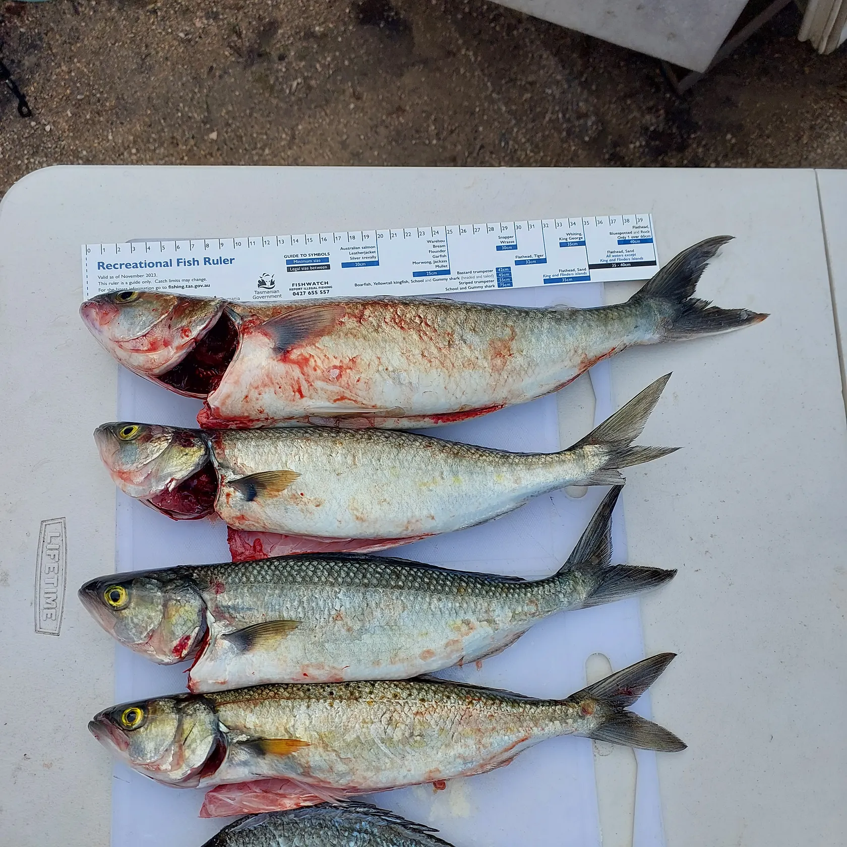 recently logged catches