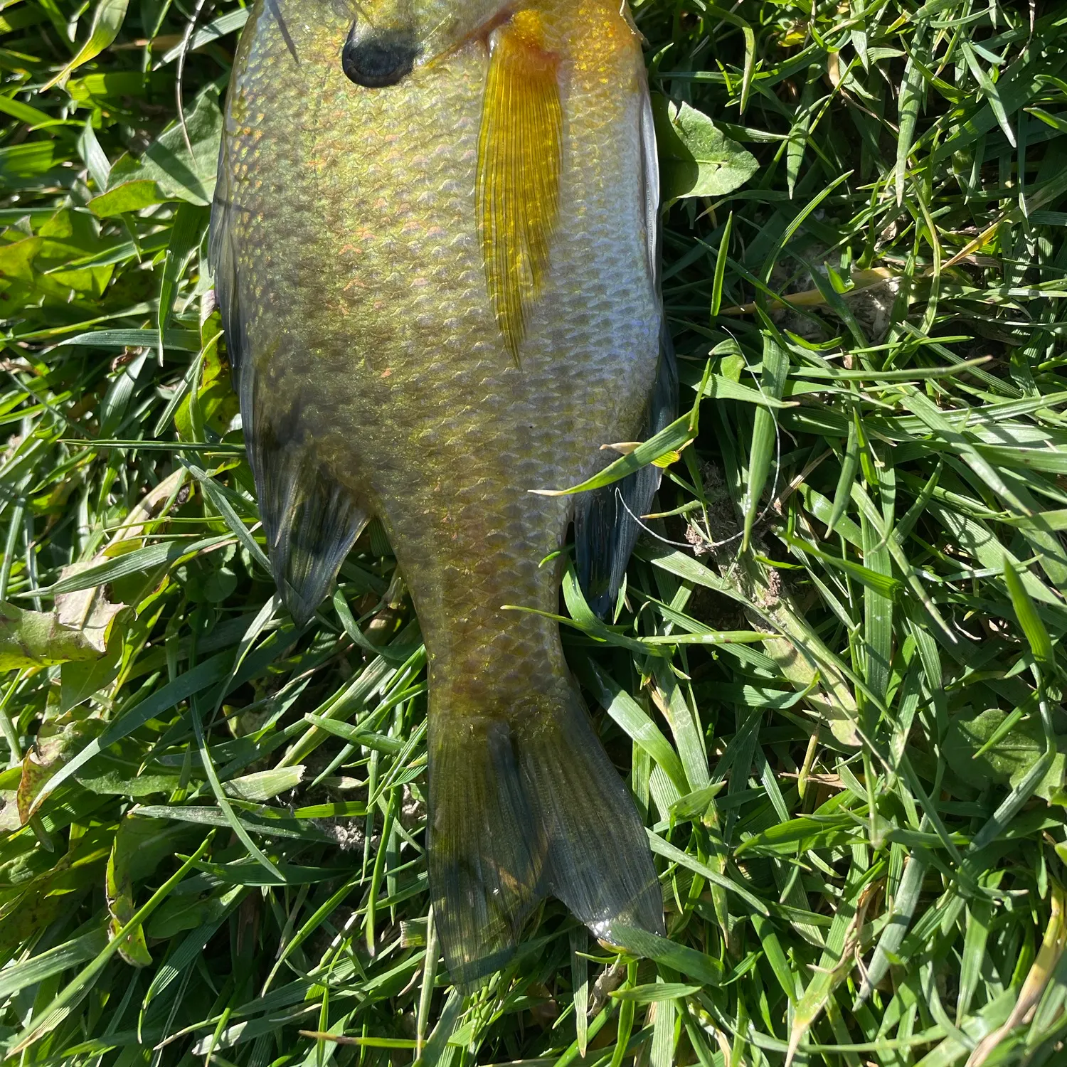 Bluegill caught on Fishbrain