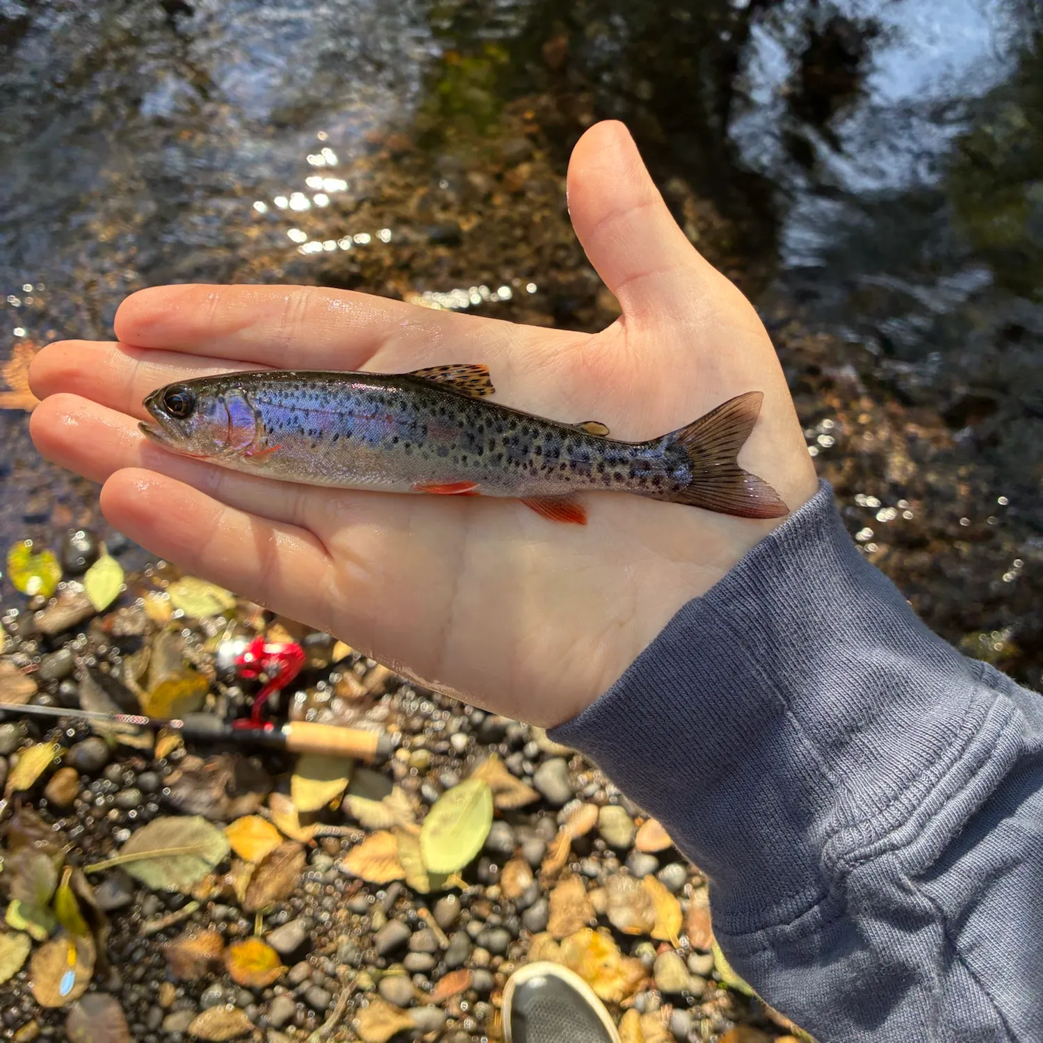 Coastal cutthroat trout caught on Fishbrain
