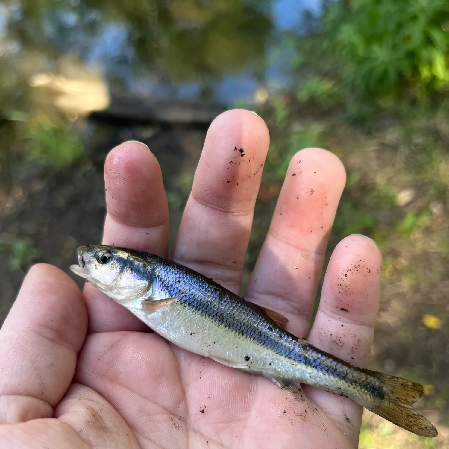 Creek chub caught on Fishbrain