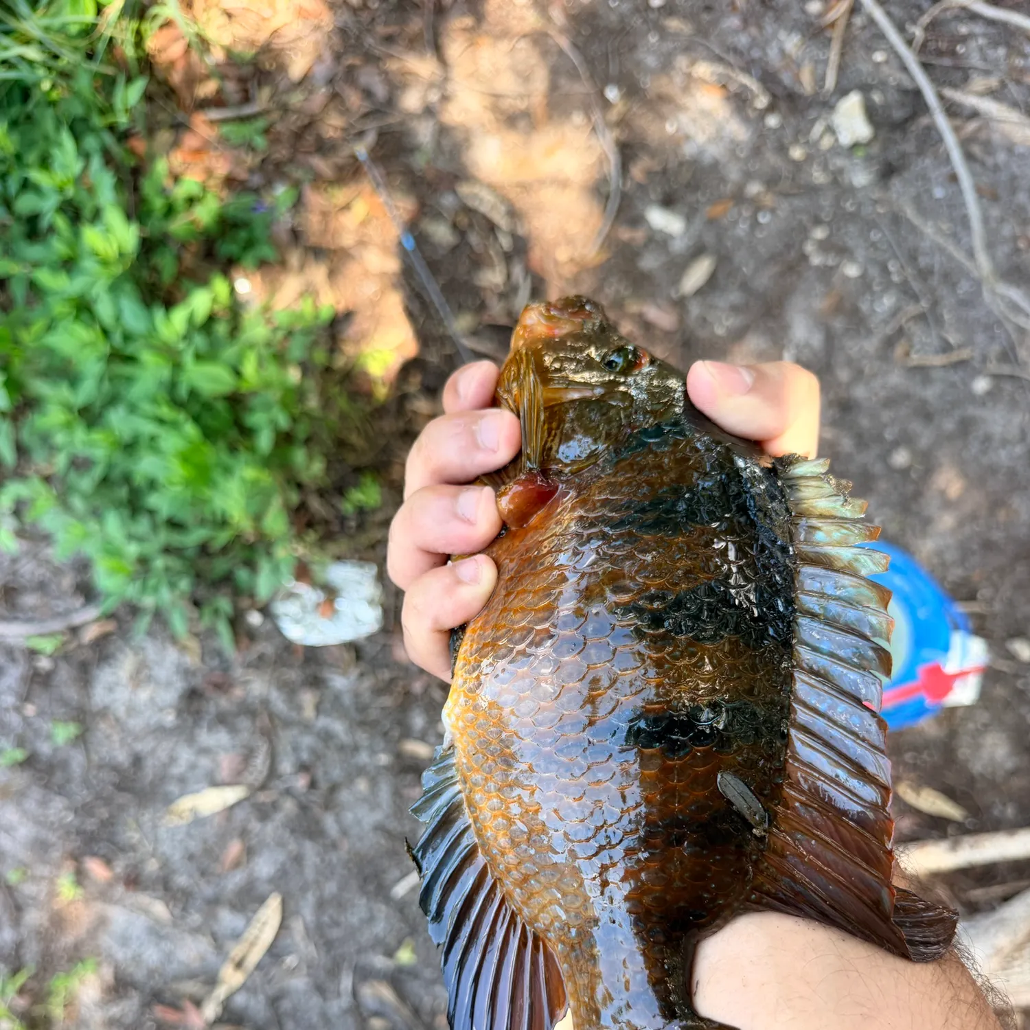 Mayan cichlid caught on Fishbrain