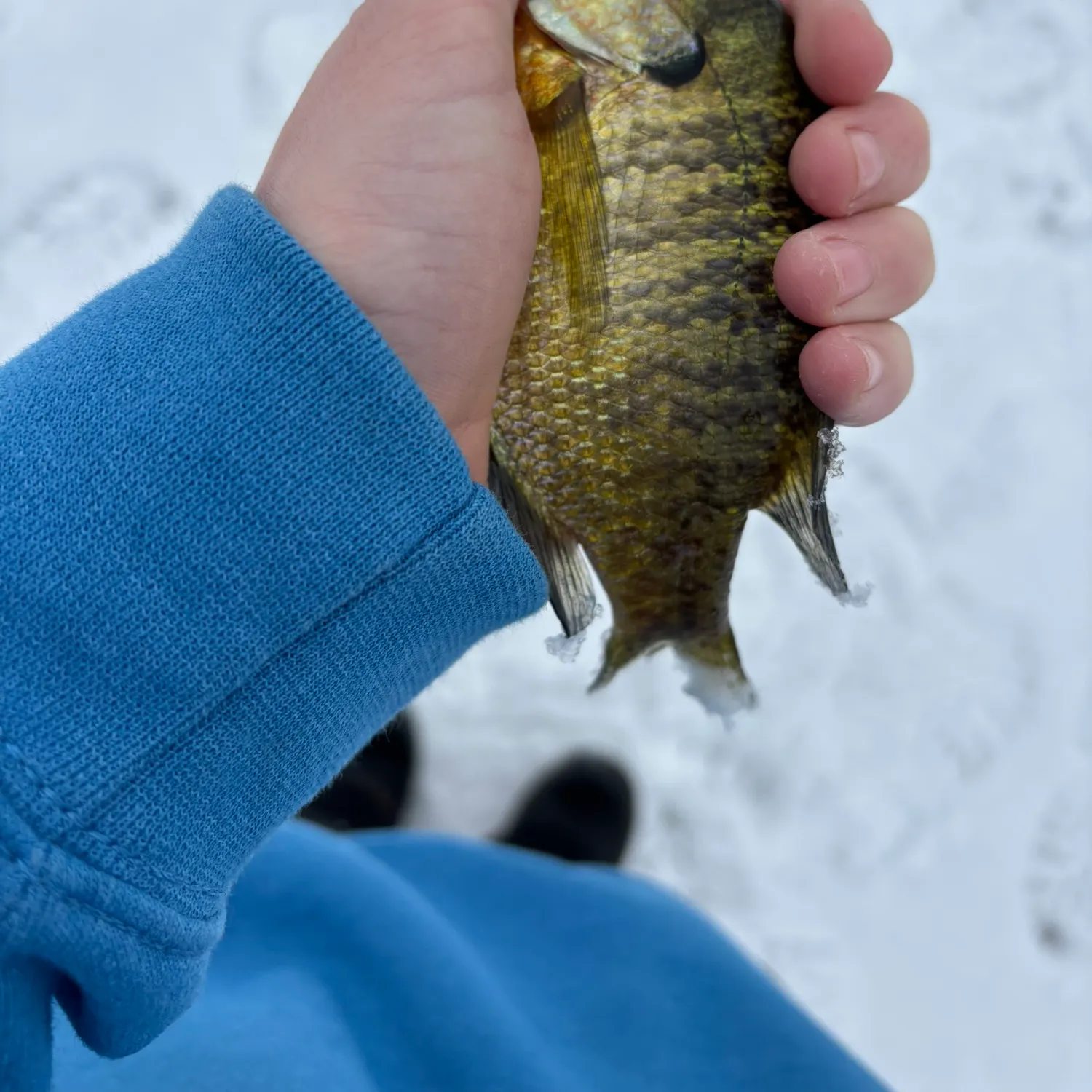The most recent Bluegill catches on Fishbrain