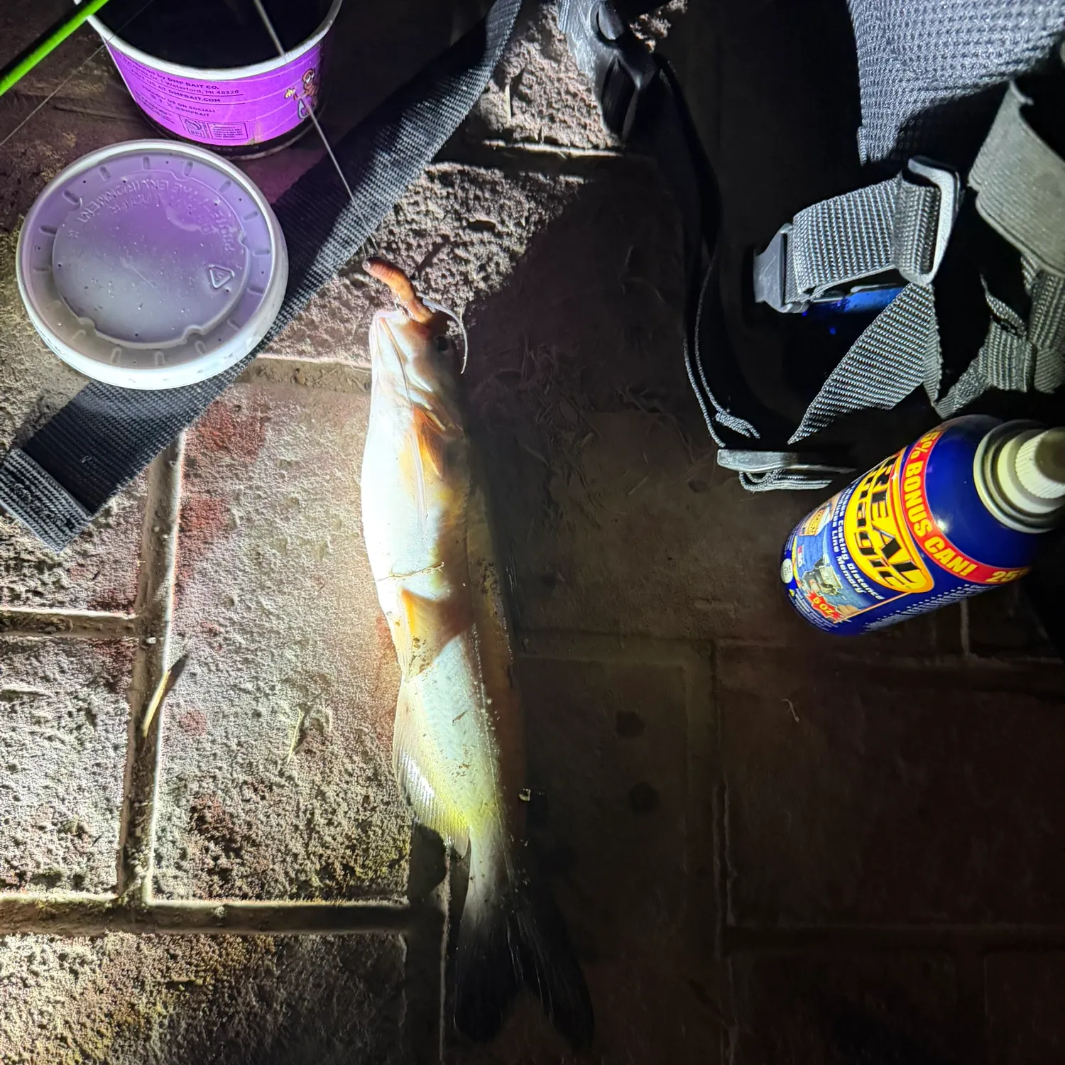 Channel catfish caught on Fishbrain