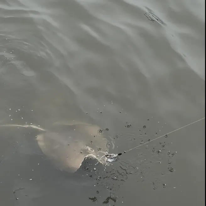 Atlantic stingray caught on Fishbrain