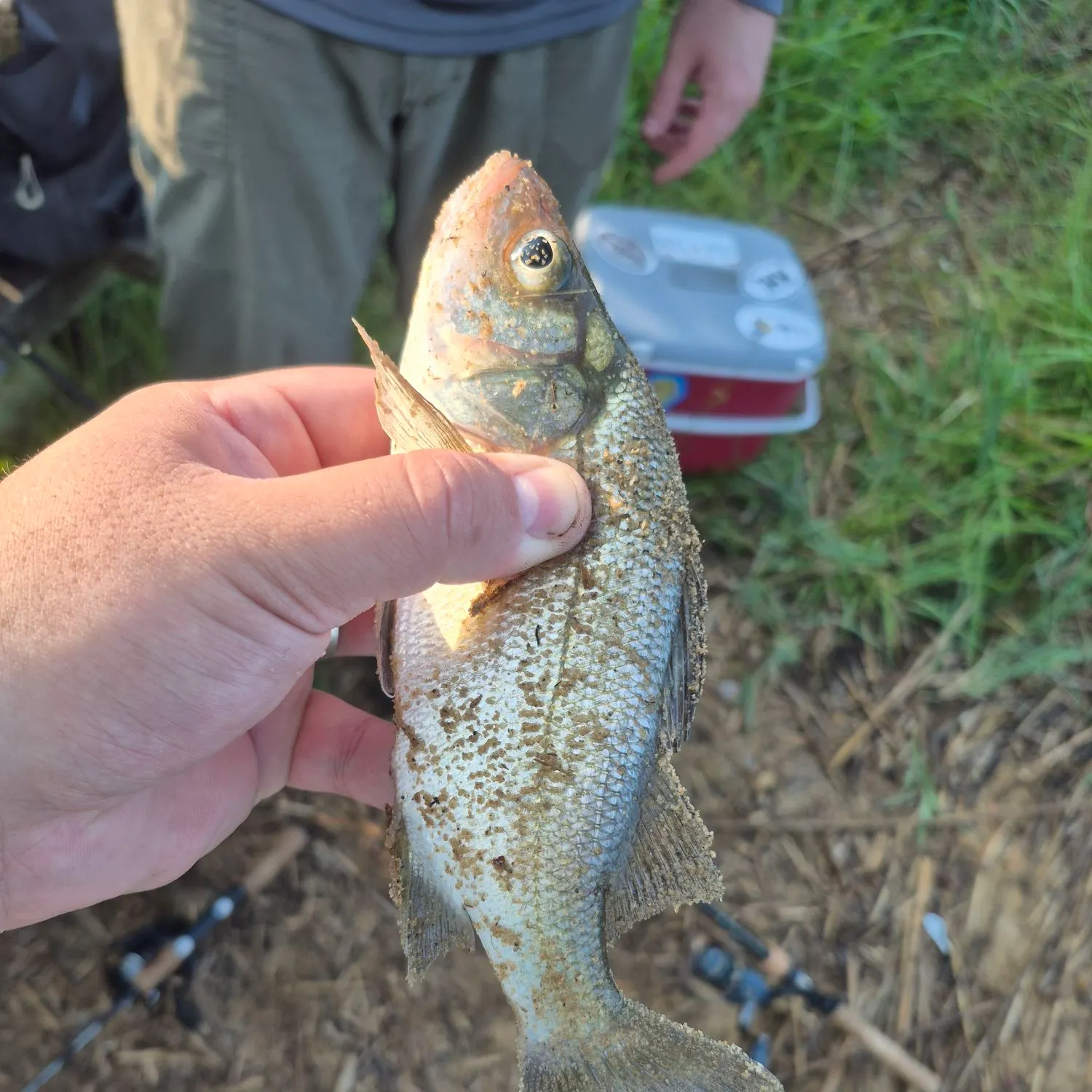 White perch caught on Fishbrain