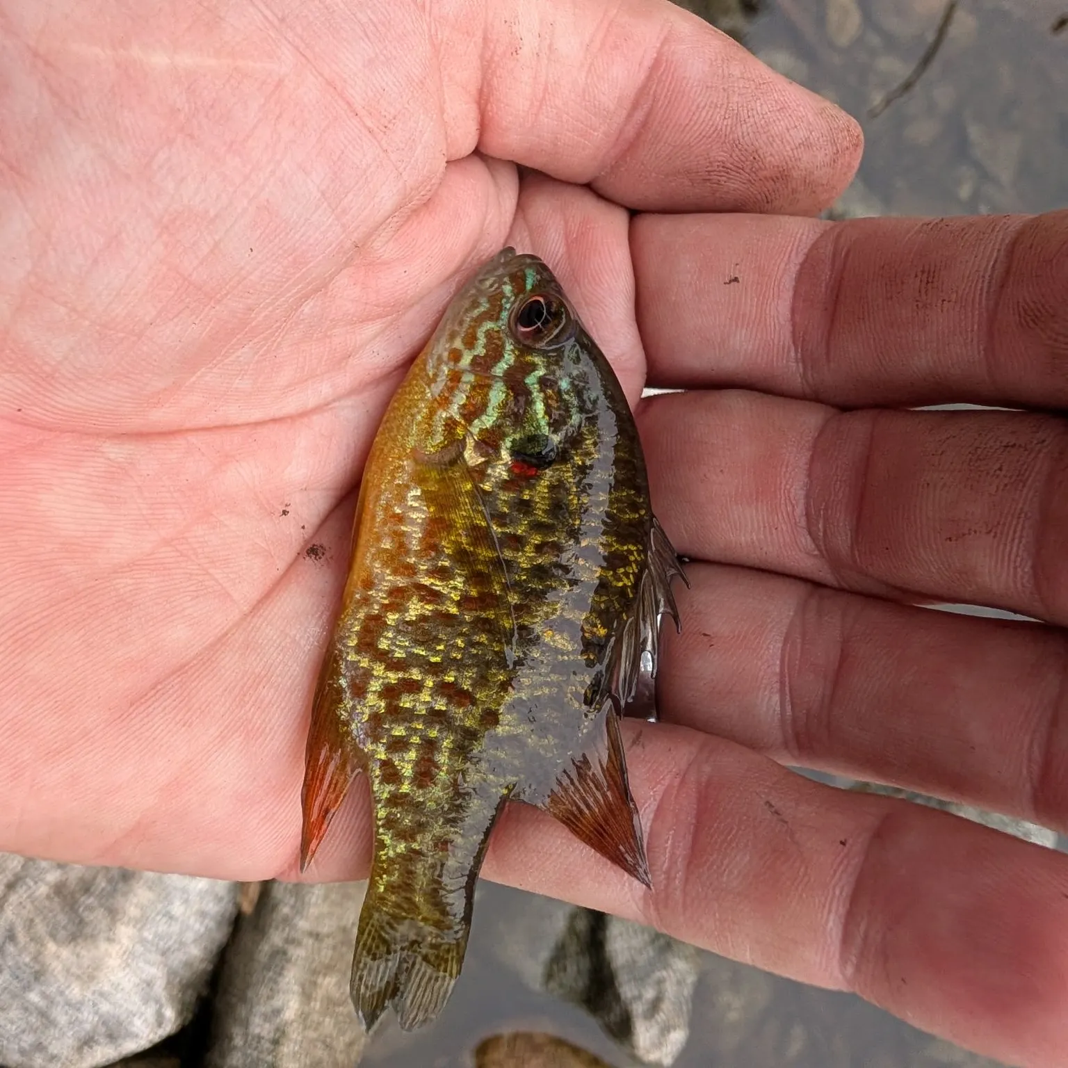 Pumpkinseed caught on Fishbrain