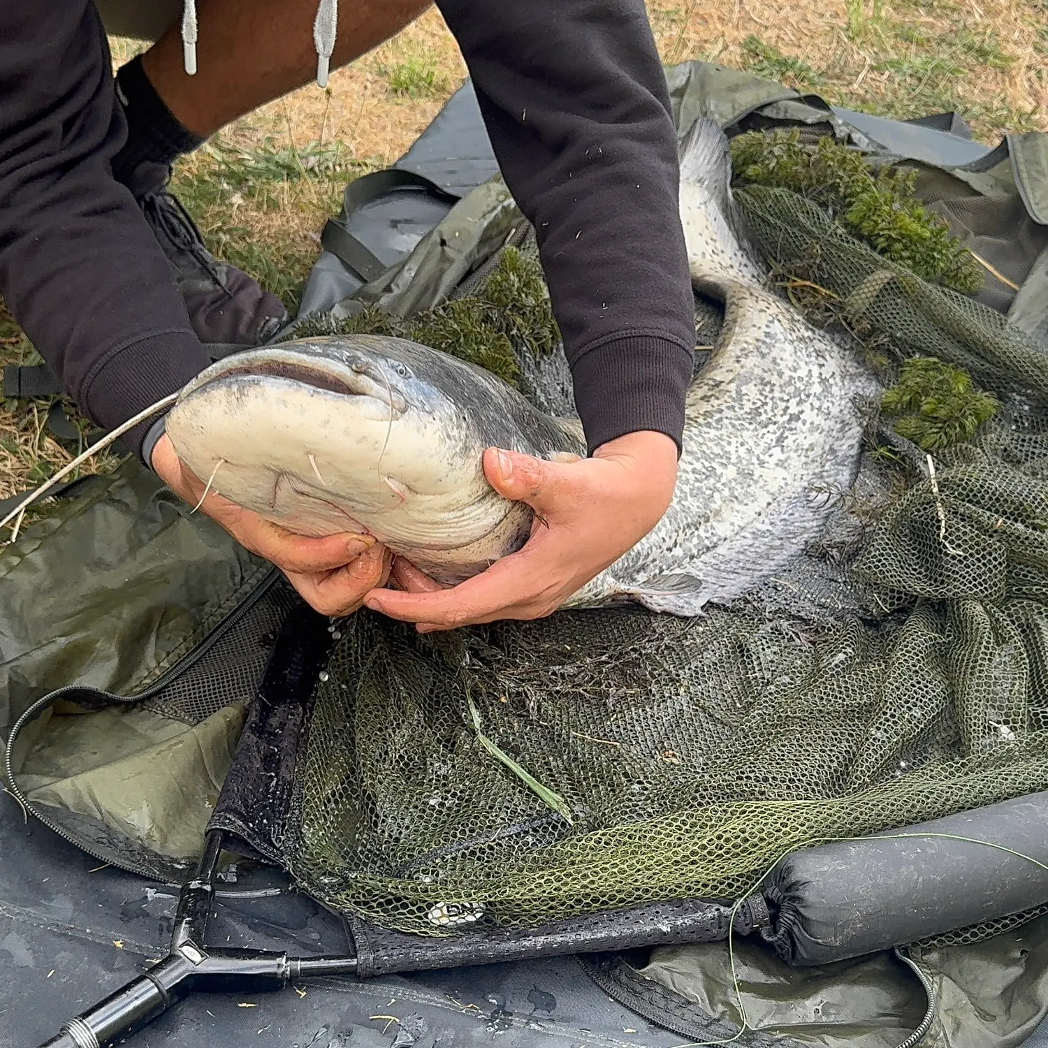 Wels catfish caught on Fishbrain