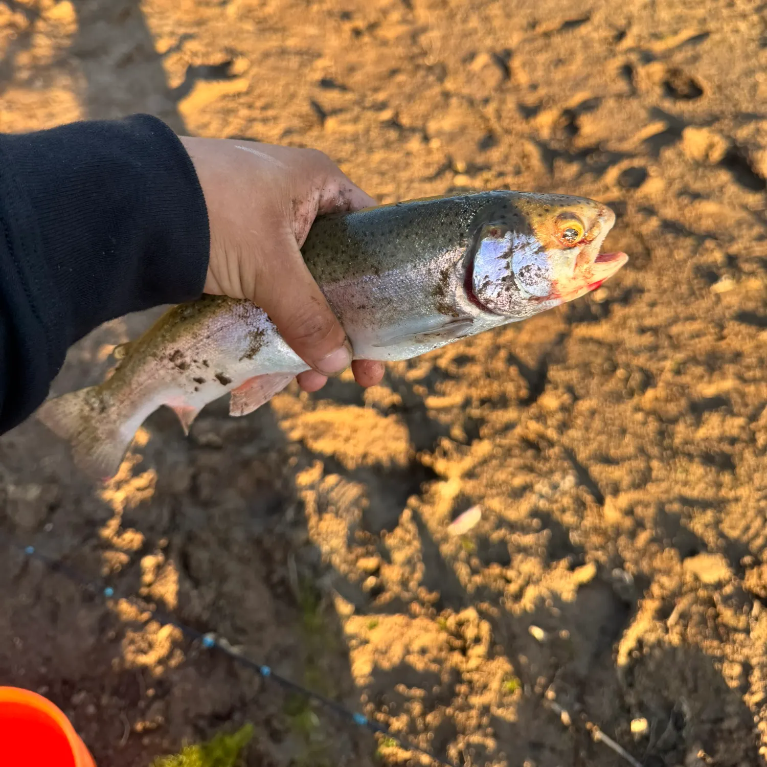Rainbow trout caught on Fishbrain