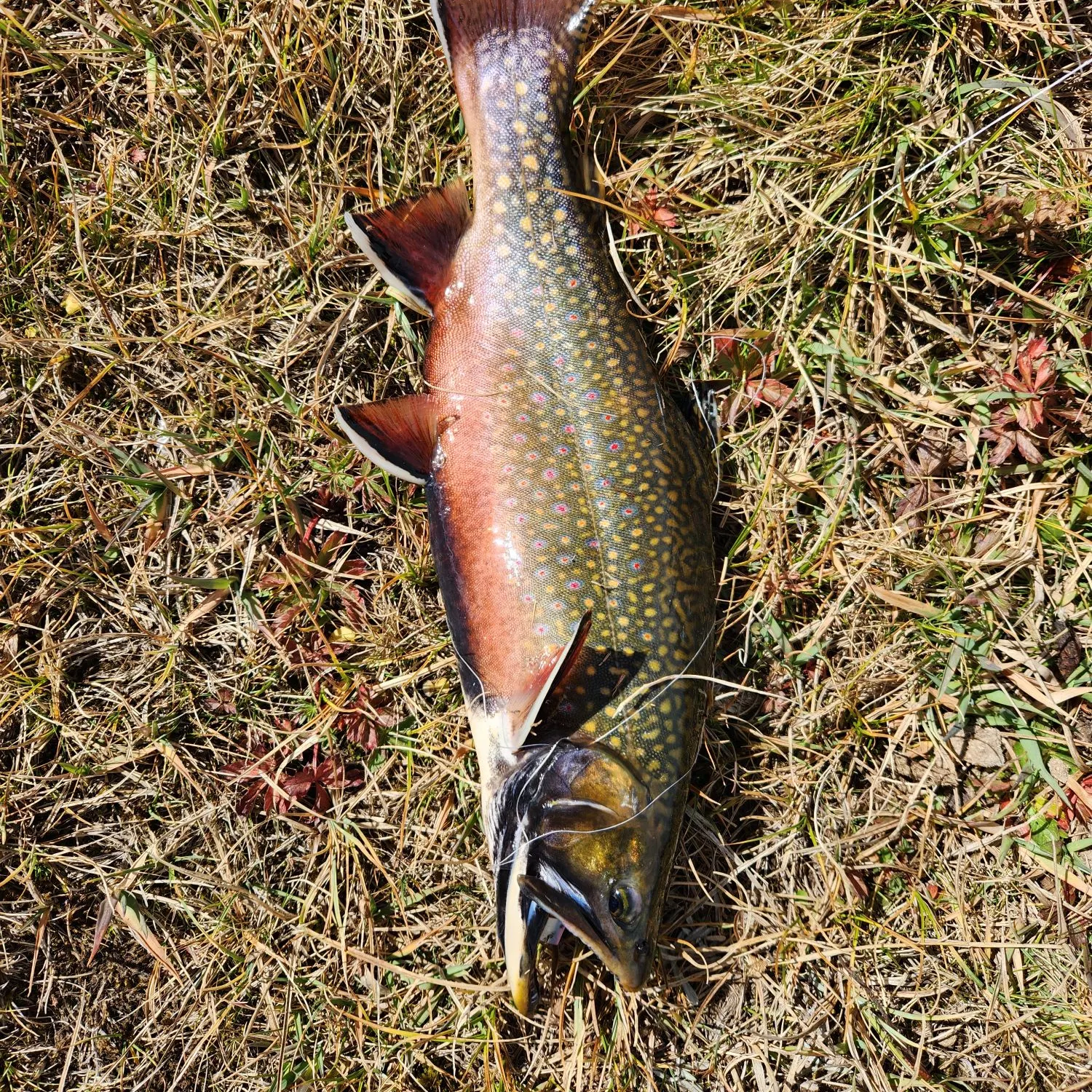 Brook trout caught on Fishbrain