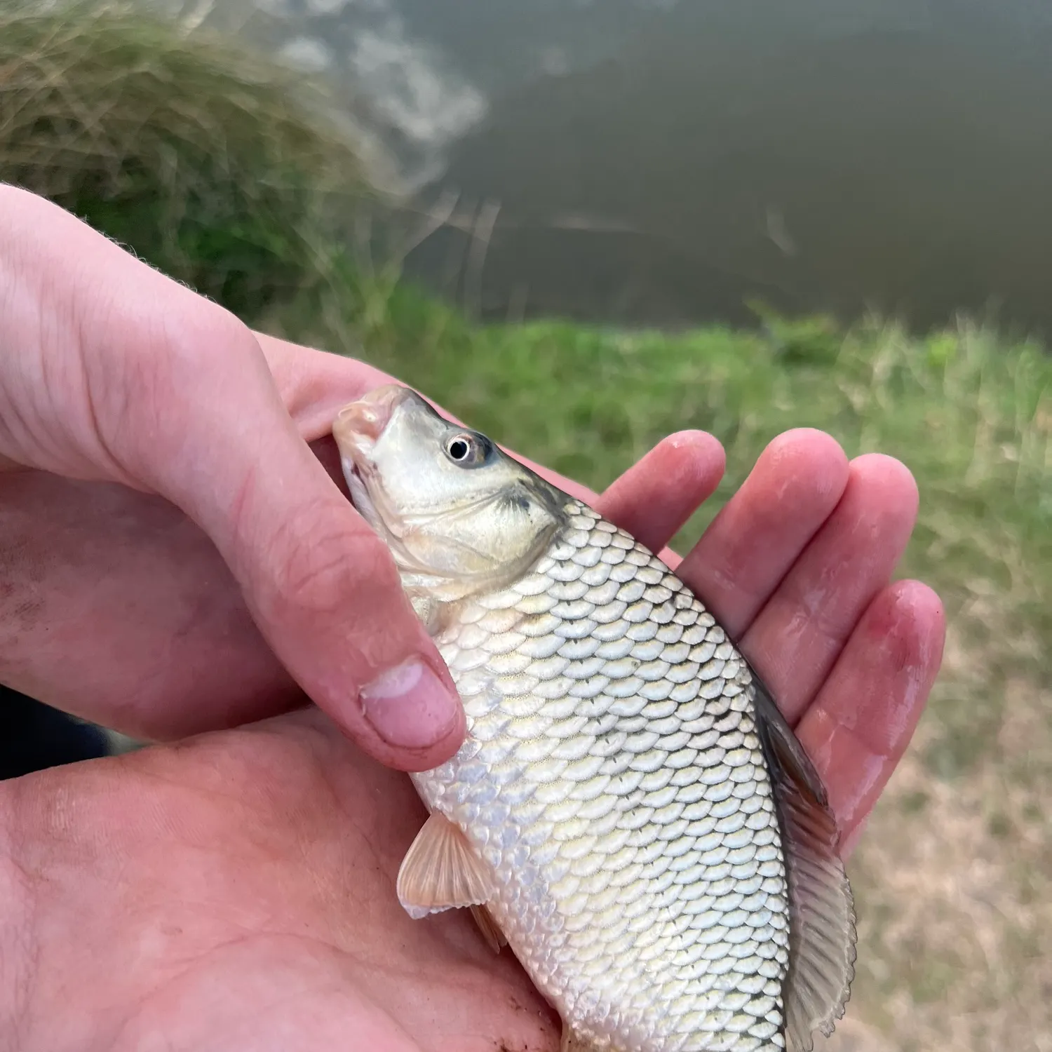 European conger caught on Fishbrain