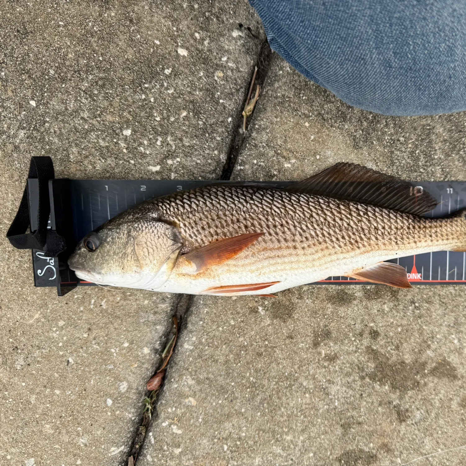 Fishing for Red drum near you