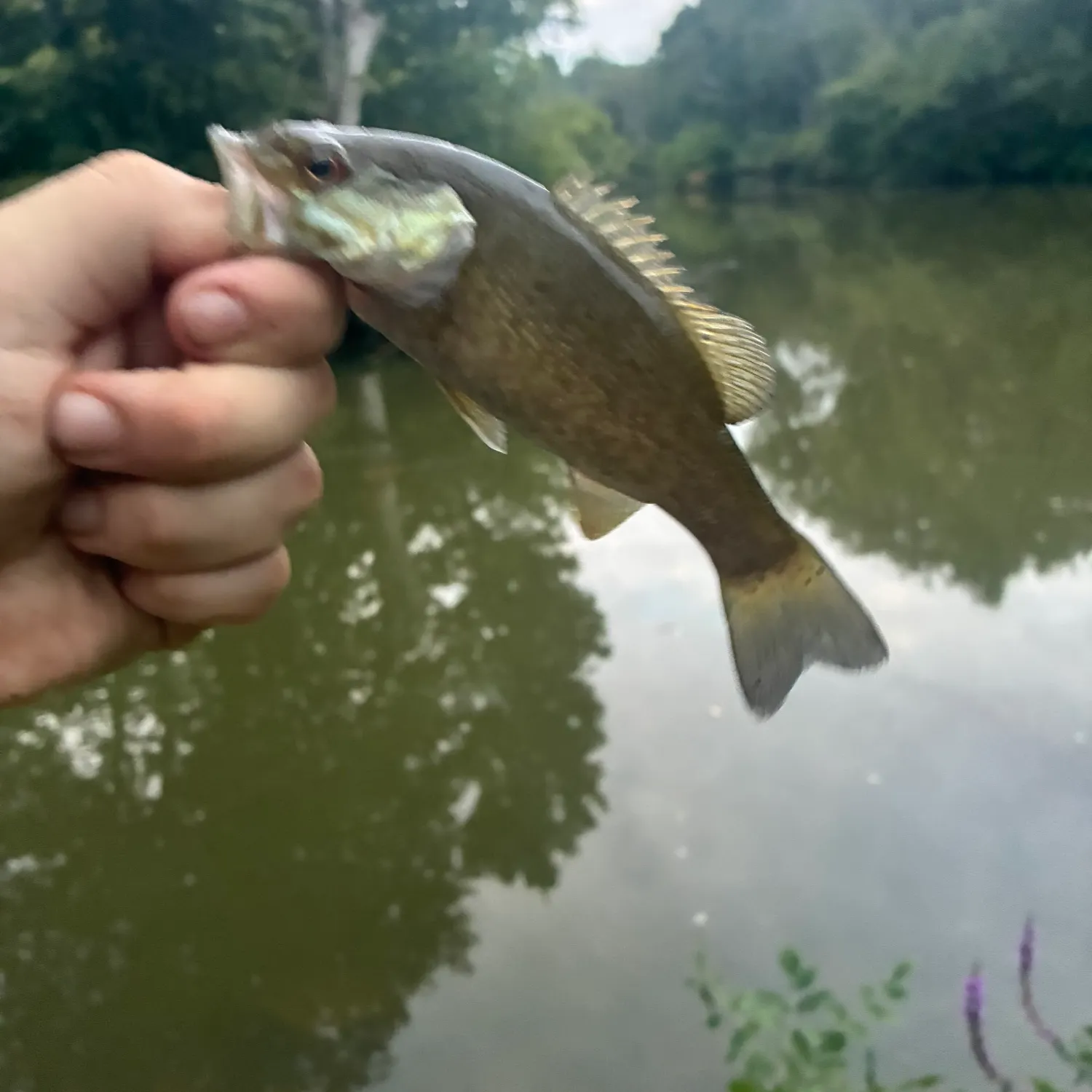 Smallmouth bass caught on Fishbrain