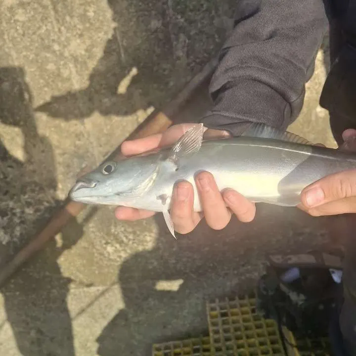 Atlantic pollock caught on Fishbrain