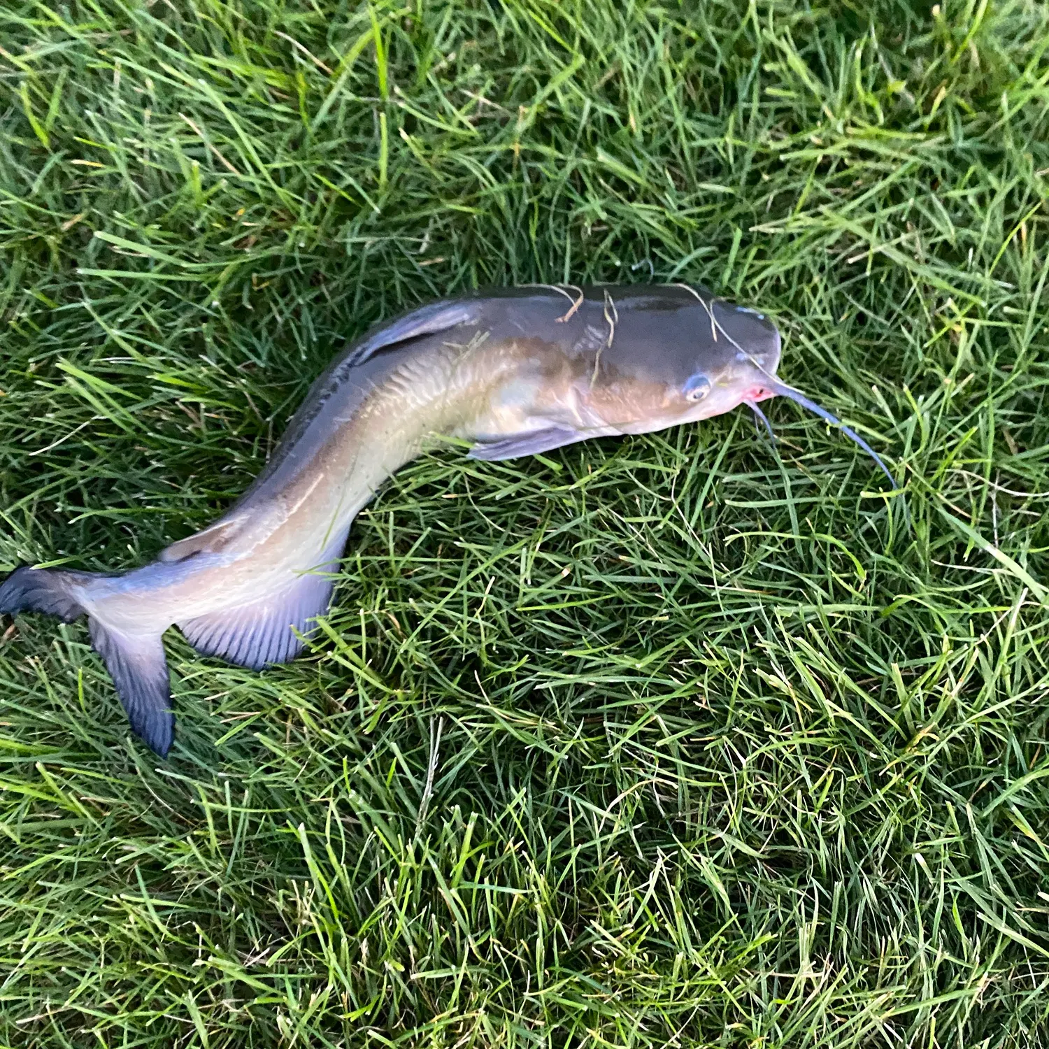 Channel catfish caught on Fishbrain