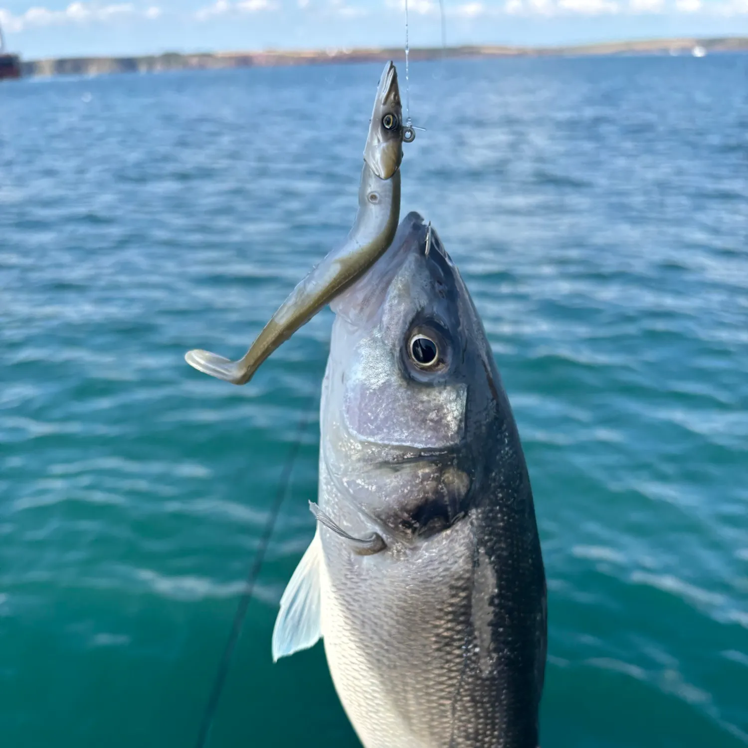 European seabass caught on Fishbrain