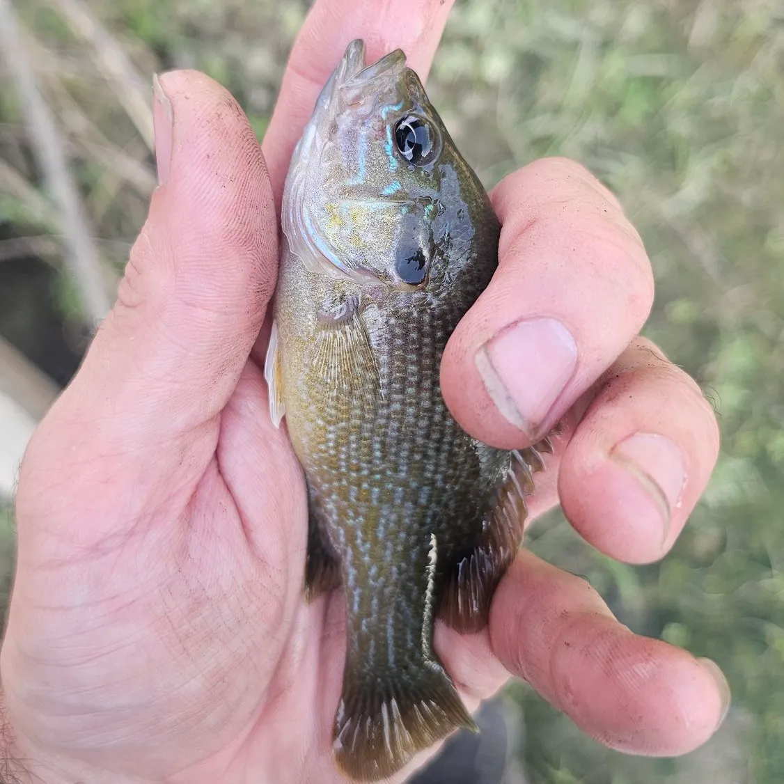 Green sunfish caught on Fishbrain