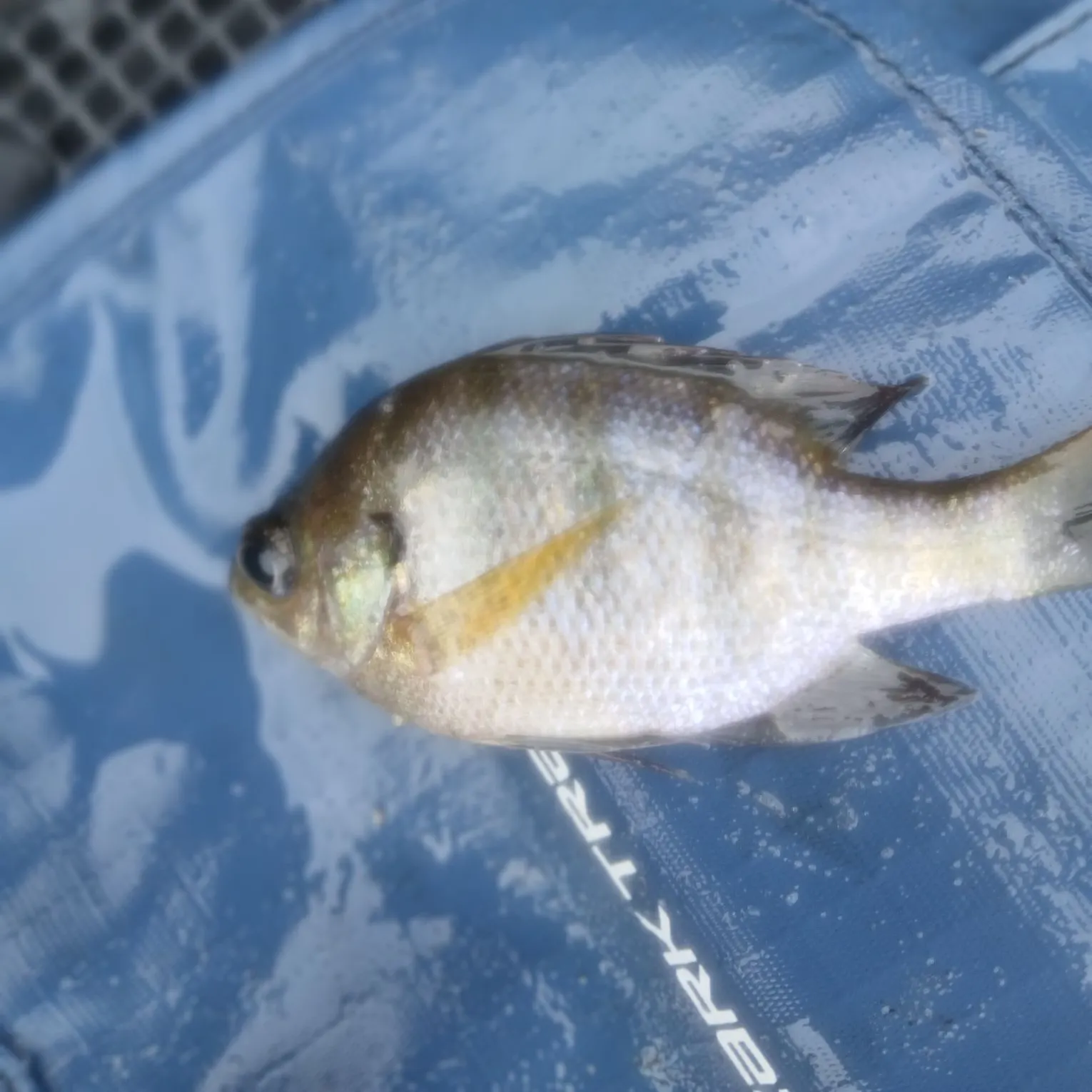The most recent Coppernose bluegill catches on Fishbrain