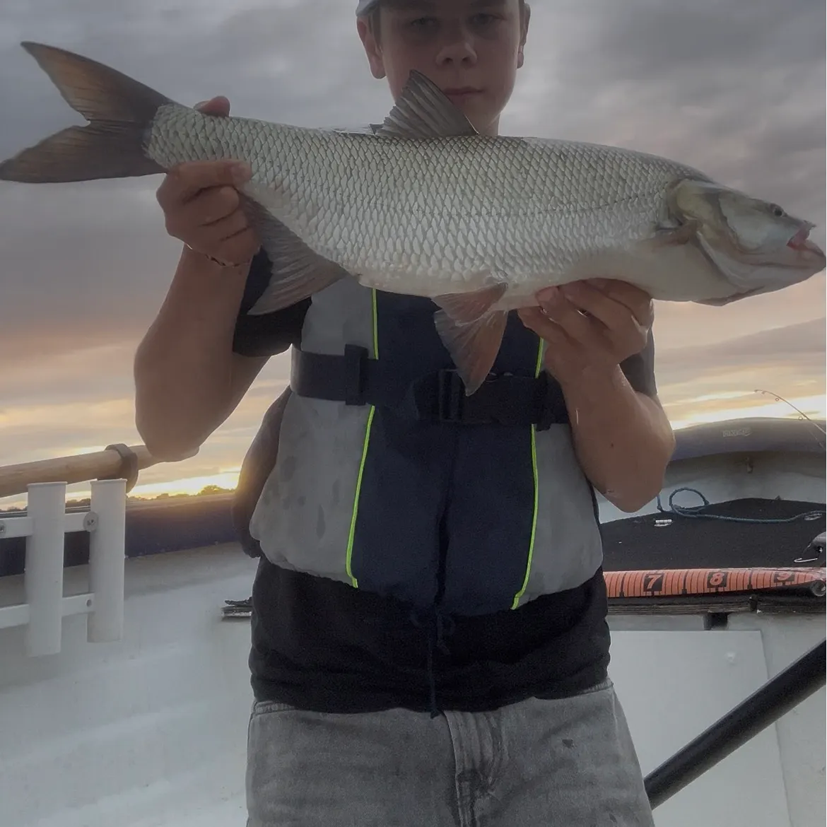 The most recent Asp catches on Fishbrain