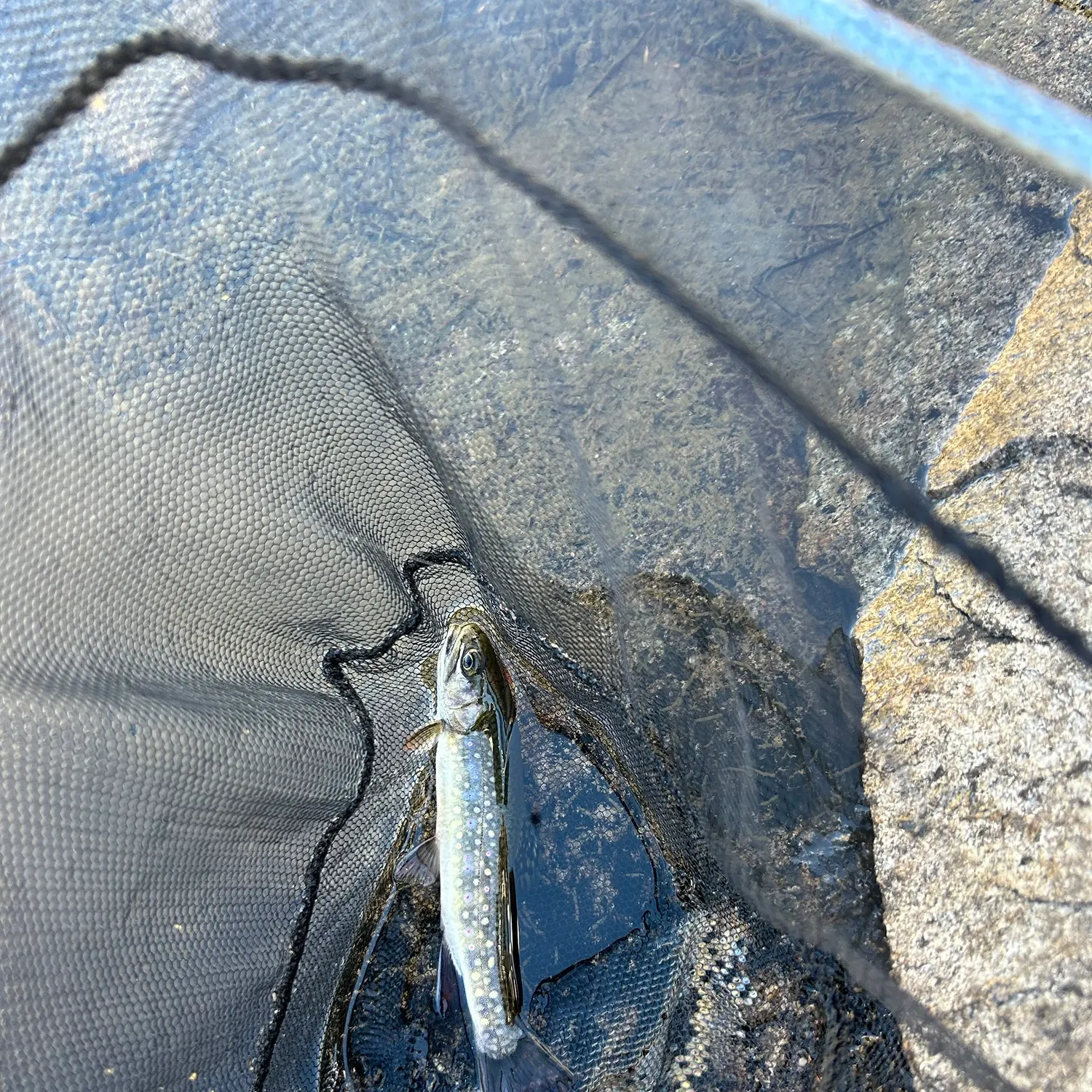 Brook trout caught on Fishbrain
